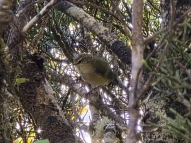 Titipounamu (rifleman)