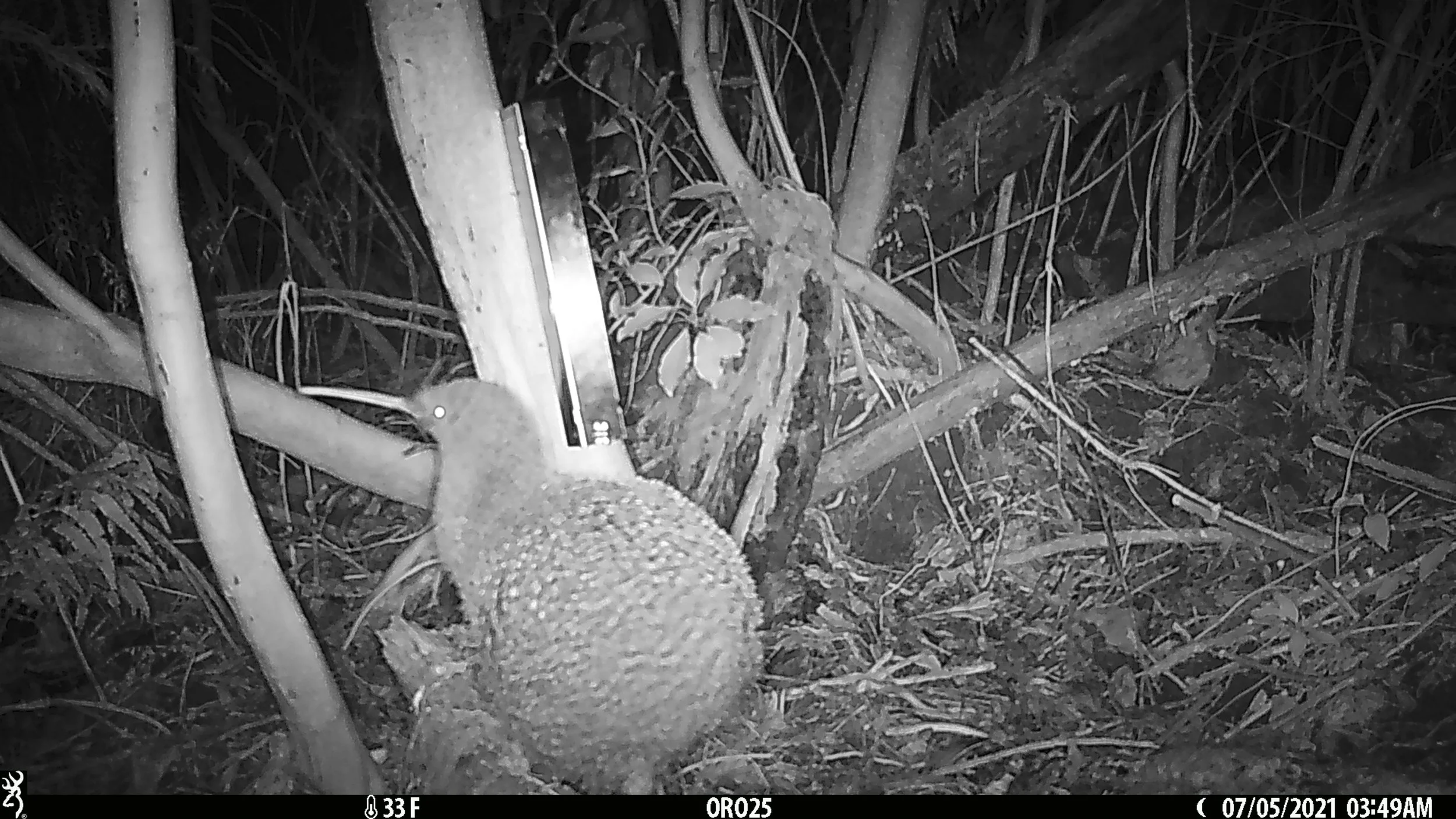 A kiwi bird on the ground in a natural, wooded area at night. The animal is near sticks, leaves, and plants, with some branches and foliage visible. The image is in black and white and taken with a trail camera.
