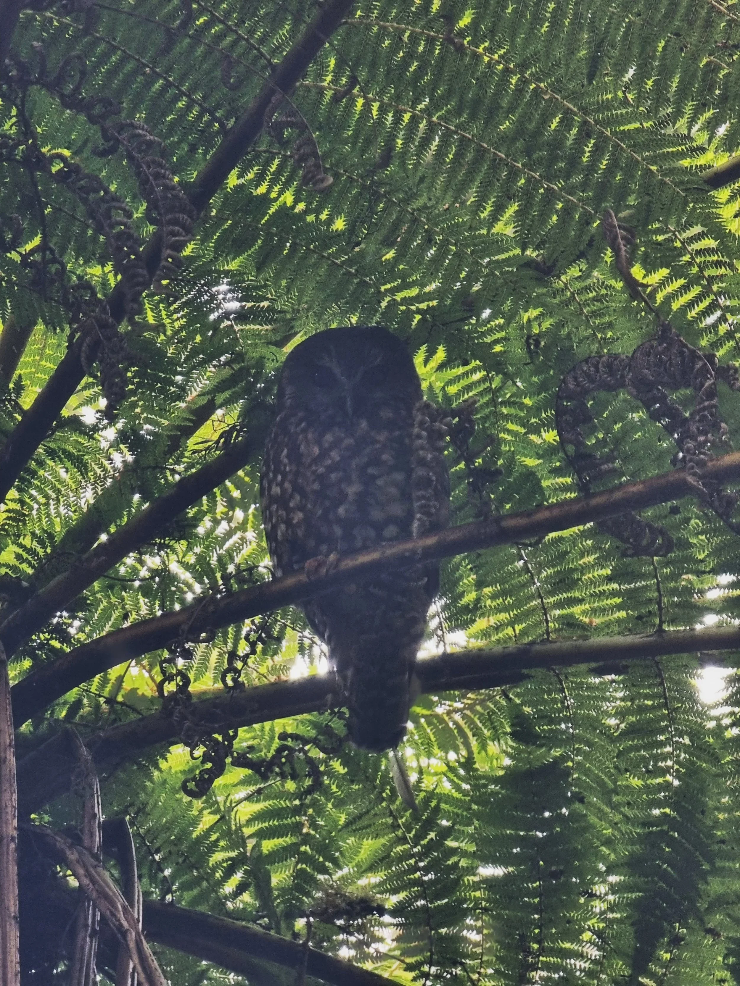 Ruru (morepork)