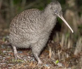 A kiwi bird standing on the ground in a natural setting.