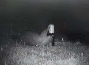 Possum waiting for a feed of mayonaise!