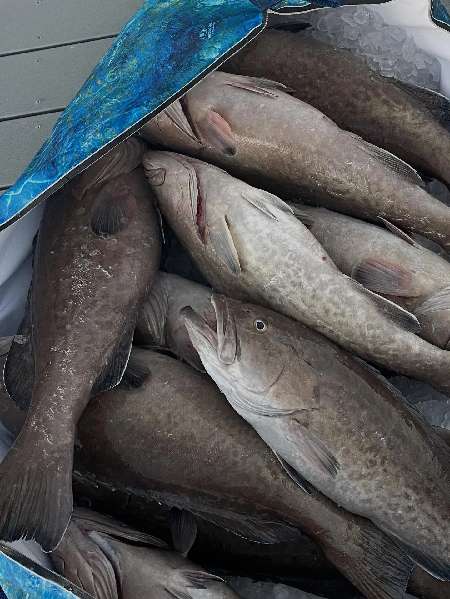 Time to go for gags! It&rsquo;s short but they are here! Who wants to go? September 1-14th, red snapper will also be on the menu. Dm for pricing on my 35&rsquo; Contender! Reef and pelagic permits will be ready!