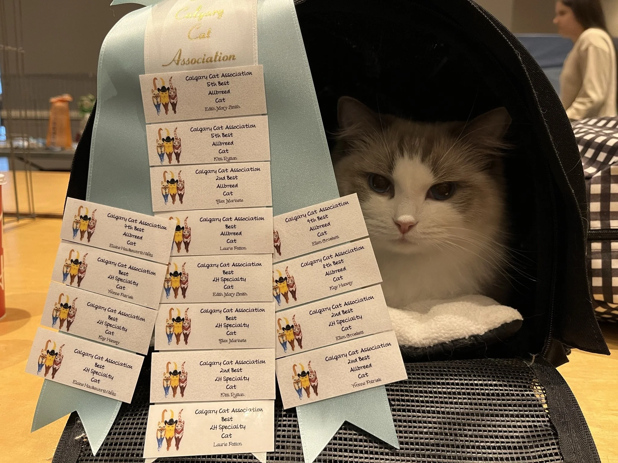 ragdoll award winning