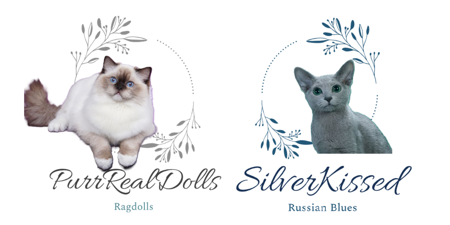 SilverKissed Russian Blues