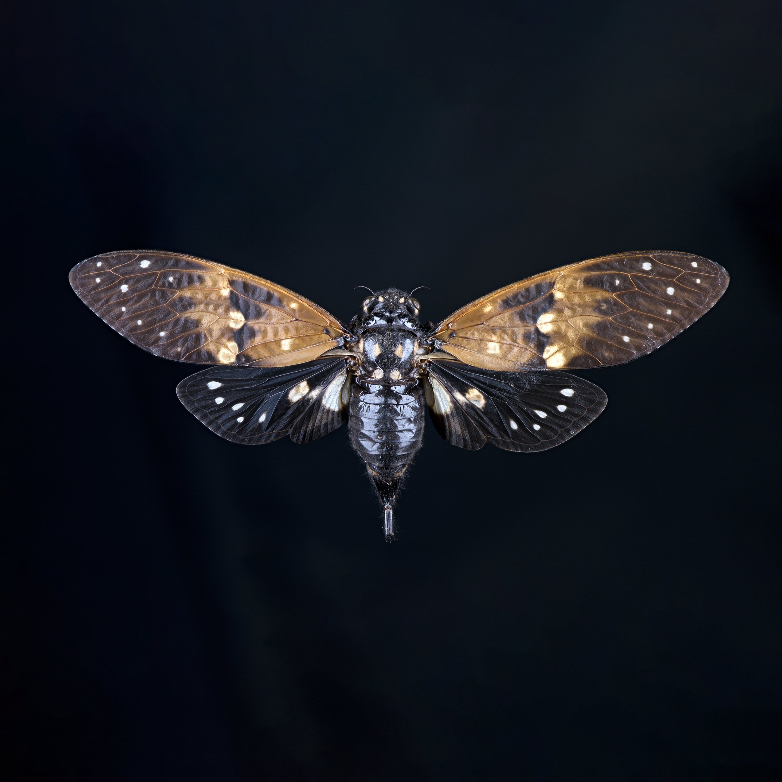 Ambragaena ambra - Black Brown Butterfly Cicada, wingspan 3.5 in (9 cm), Thailand, in white light