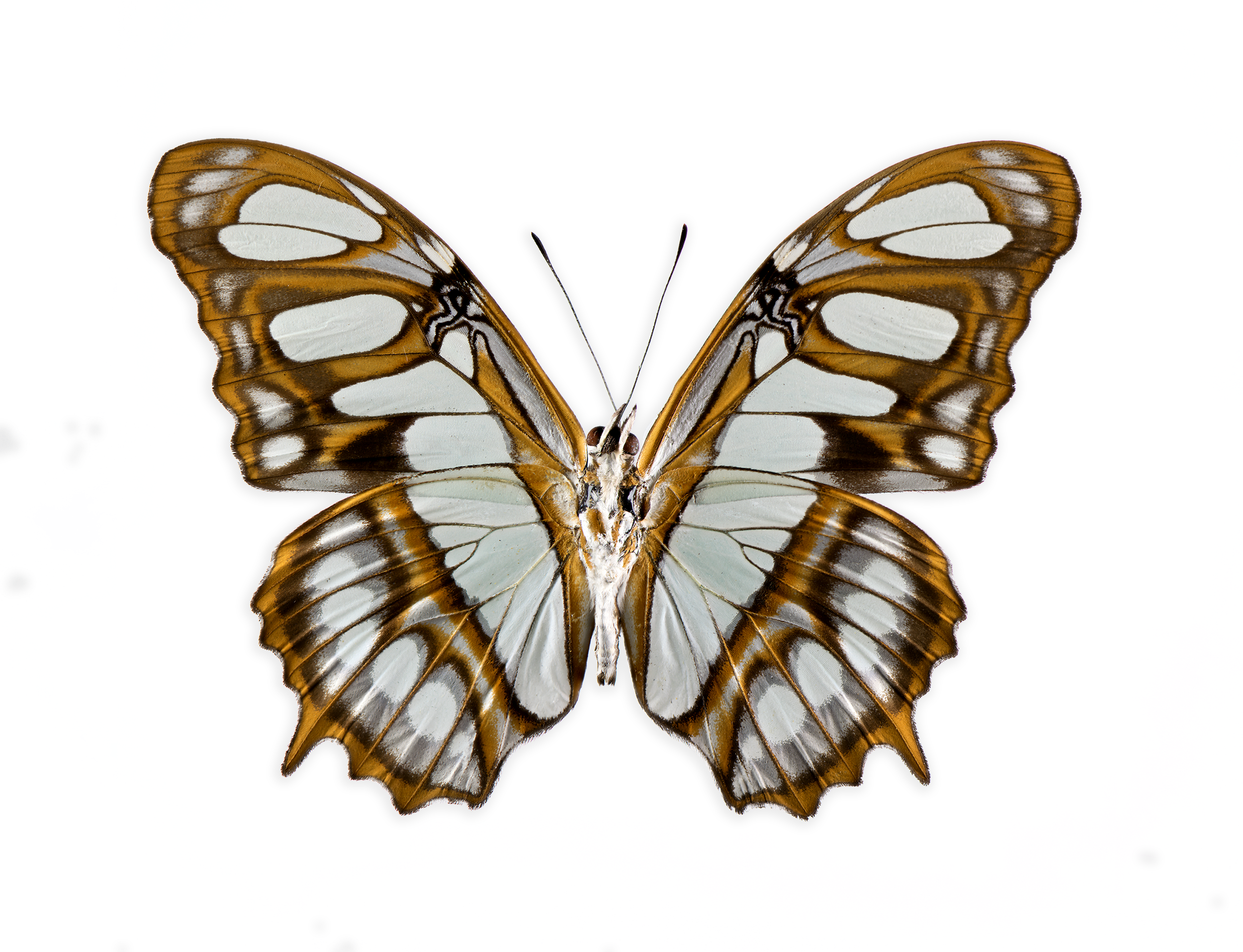 Siproeta stelenes - Malachite Butterfly, underside, wingspan 3.1 in (8 cm), N. America