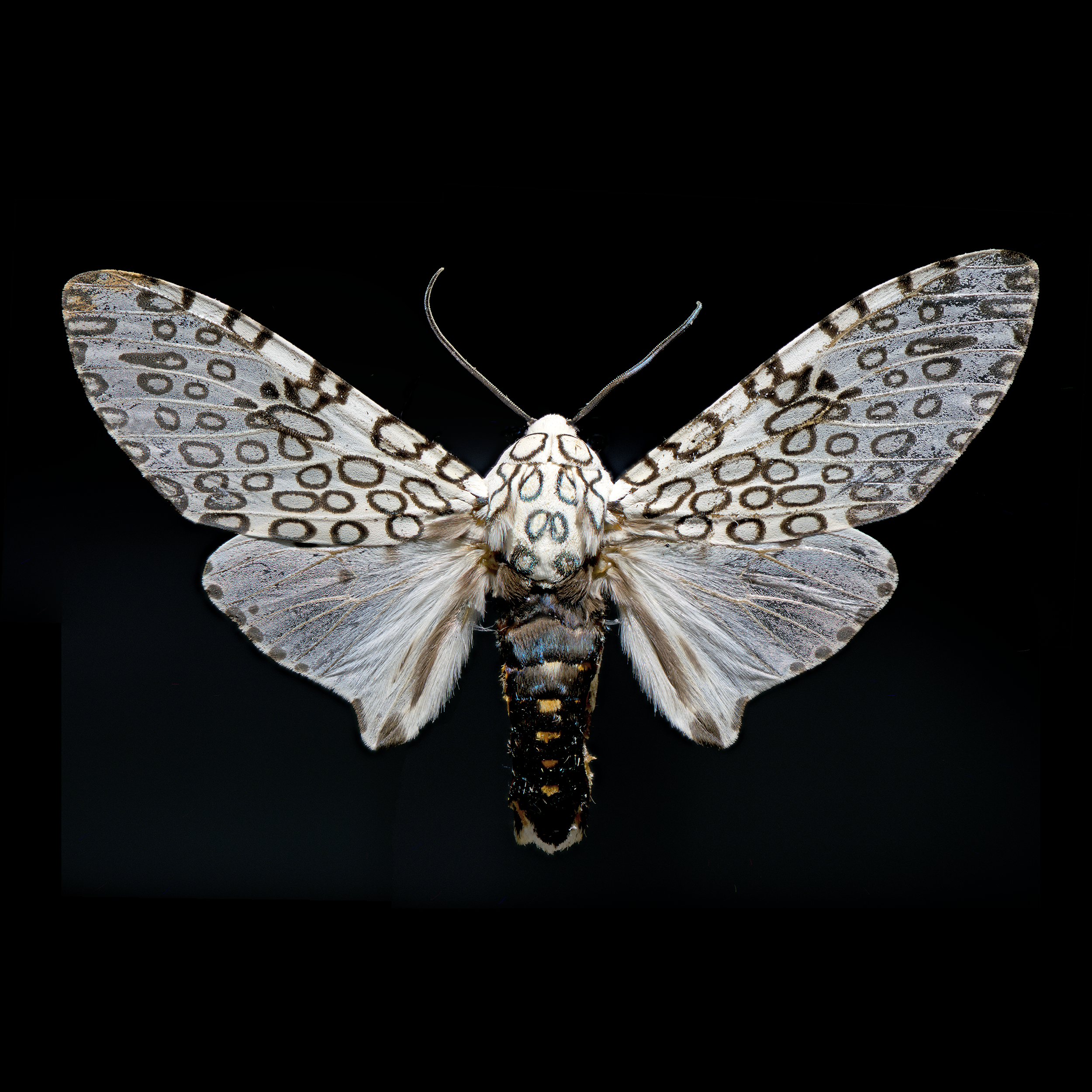 Hypercompe scribonia - Giant Leopard Moth, wingspan 3 in (7.5 cm), N.E. USA-Colombia
