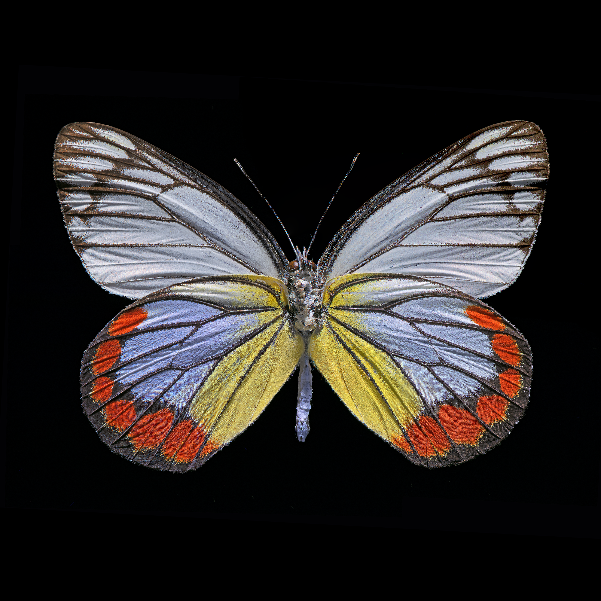 Delias hyparete_BLK_2000.png