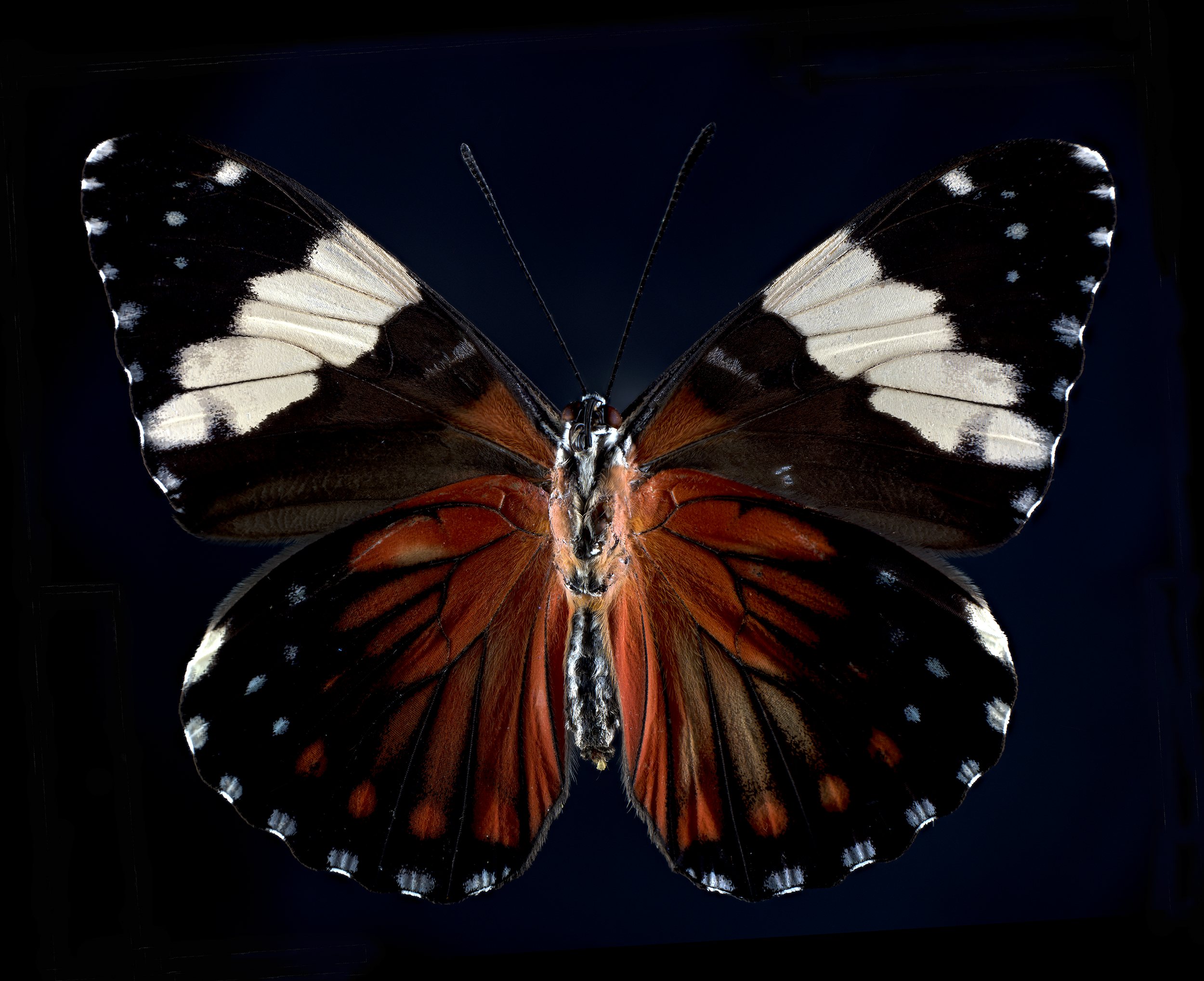 Hamadryas amphinome - Red Cracker, underside, wingspan 2.5 in (6.5 cm), North-South America