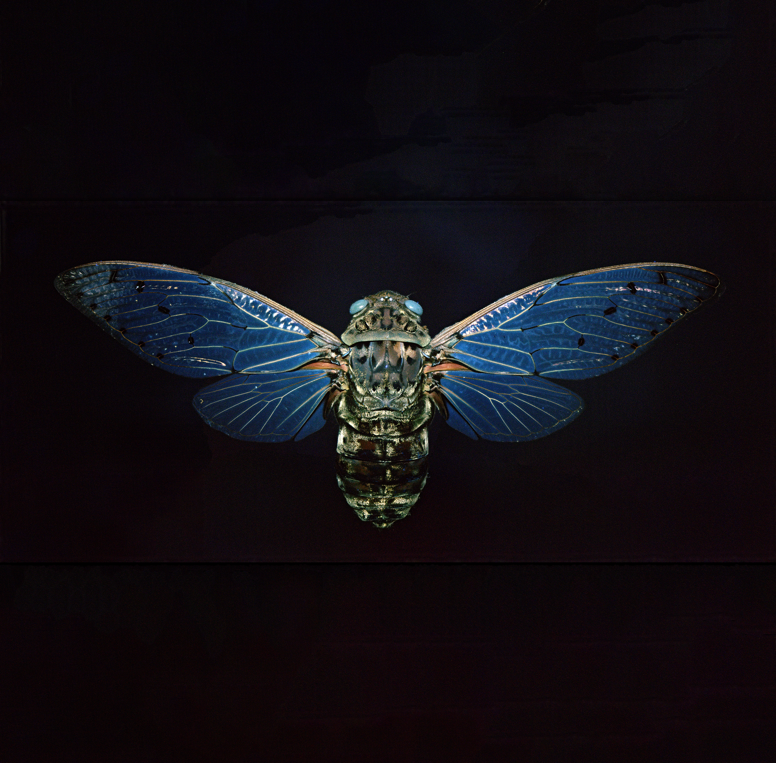 Pomponia intermedia - Emperor cicada, wingspan 6 in (15 cm), Thailand, in UV light