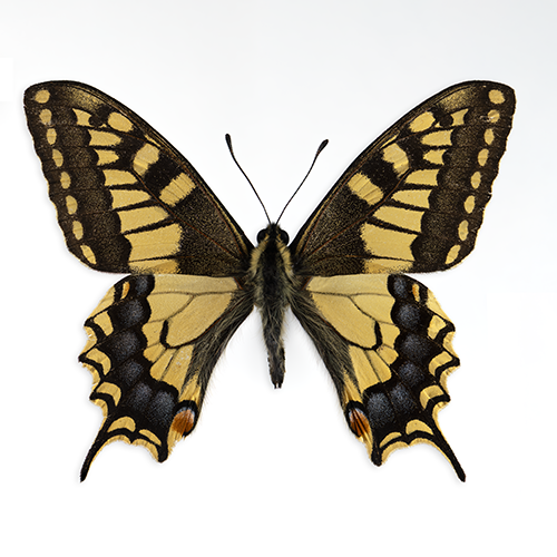P zelicaon WHT S Sat_DS_500.png