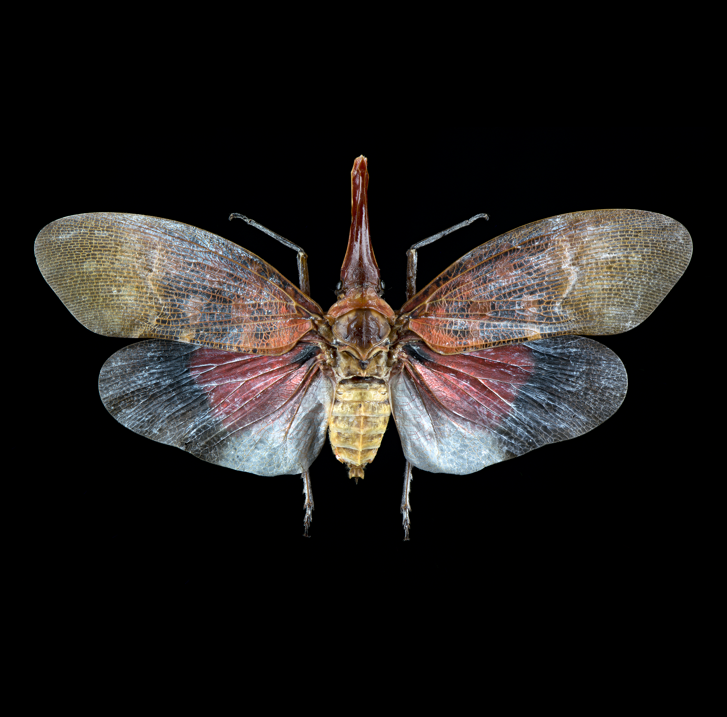 Pyrops sultanus lanternfly, wingspan 3.5 in (9 cm), Borneo, in white light