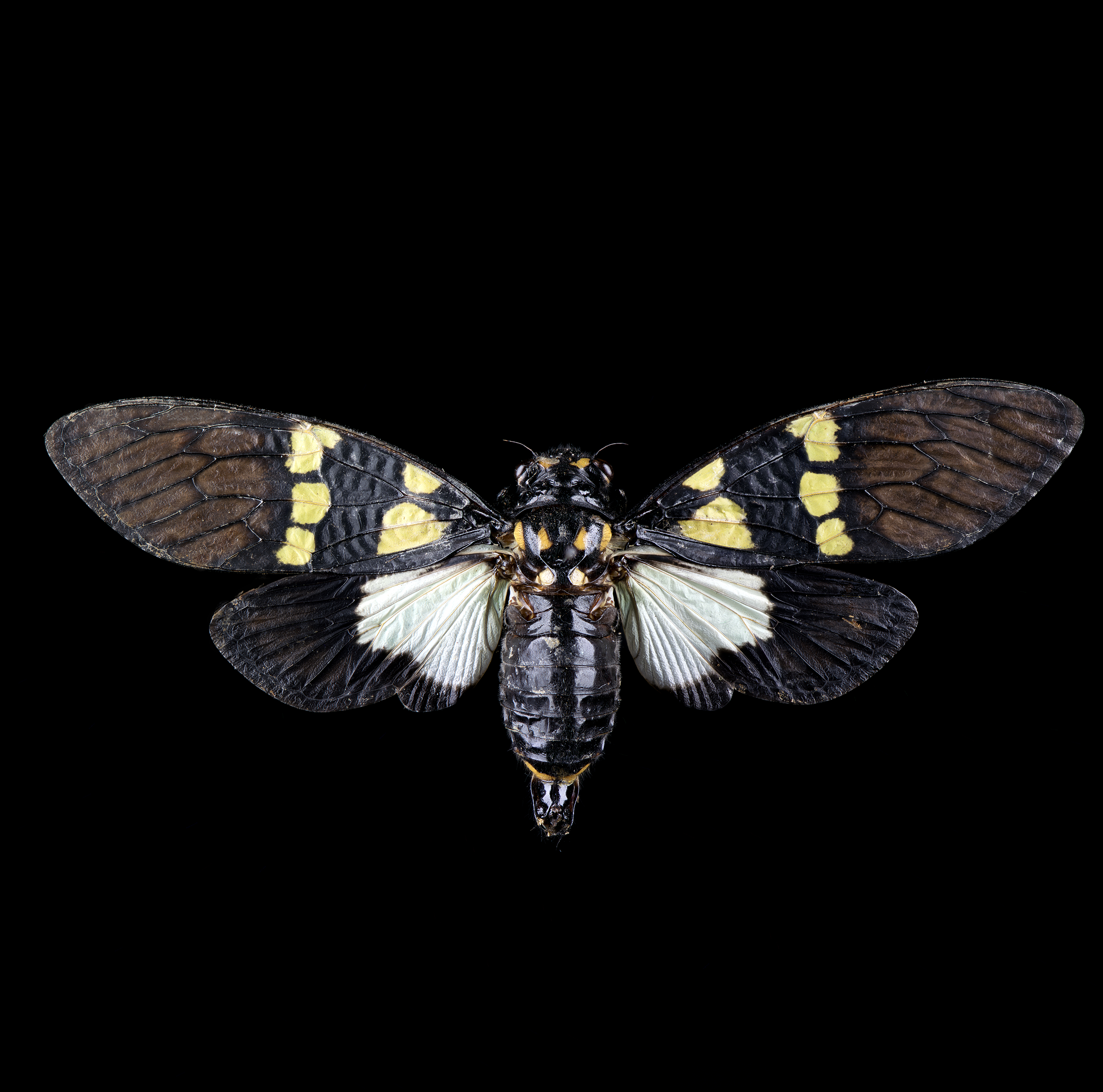 Gaeana cheni - Yellow Green Black Cicada, wingspan 2.8 in (7 cm), Thailand, in white light