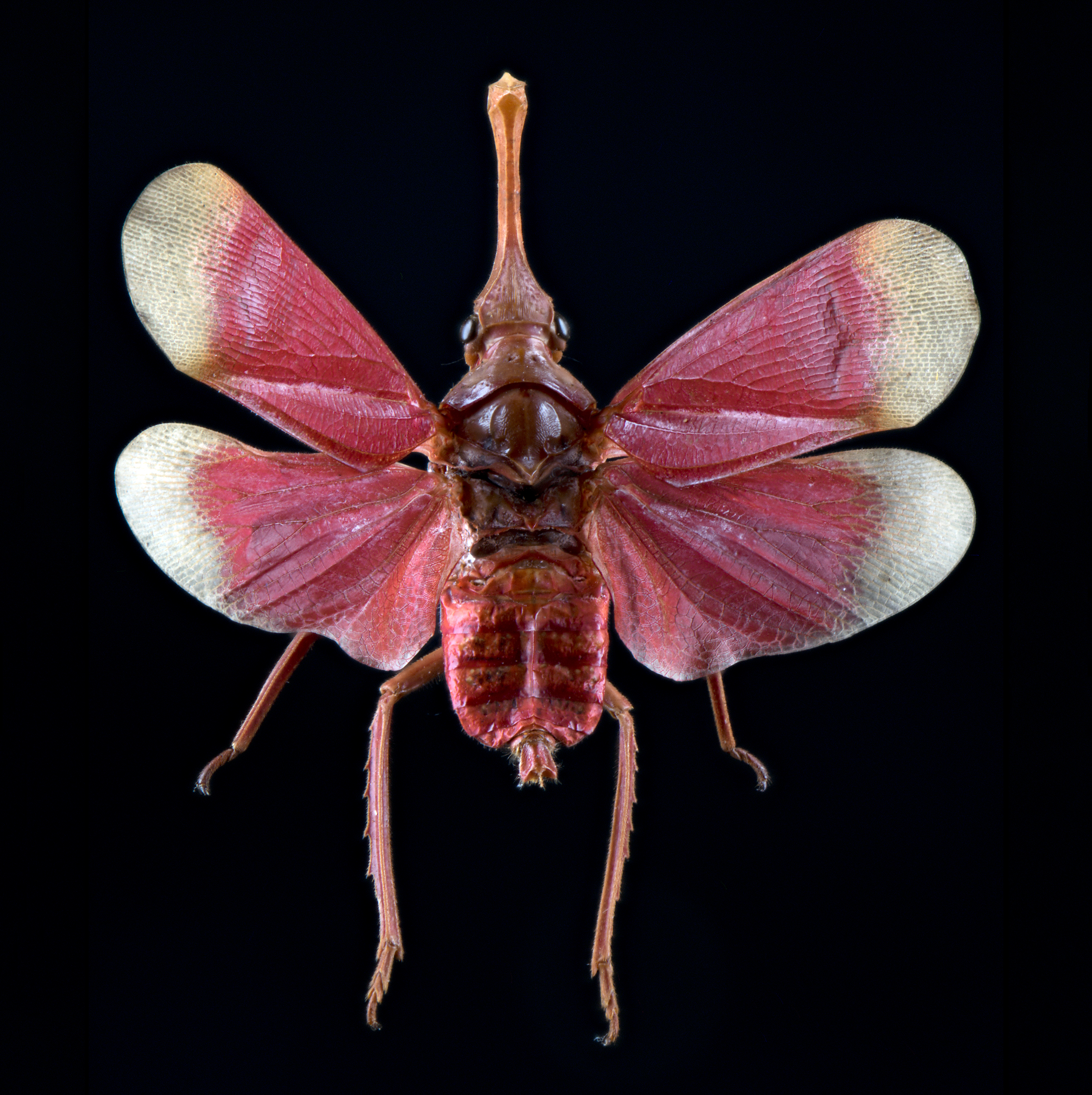 Pyrops hamdjahi - Blood Red lanternfly, wingspan 2 in (5 cm), Indonesia, in white light