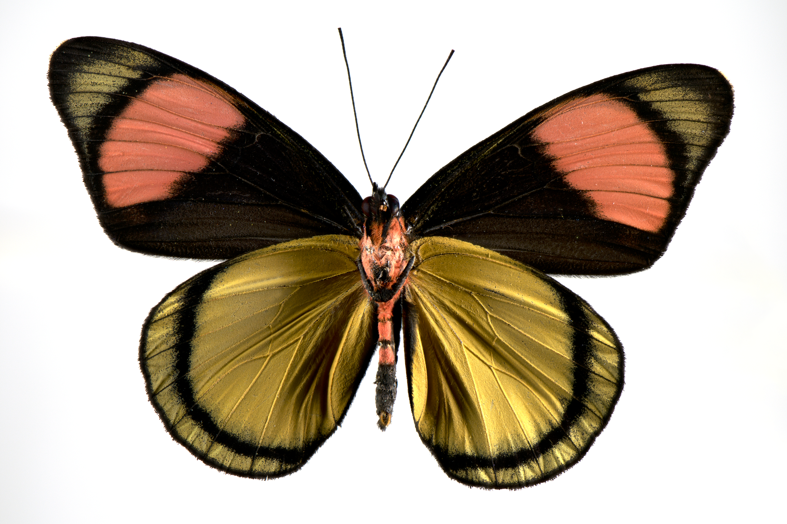 Batesia hypochlora - Painted Beauty, underside, wingspan 8 cm, Peru