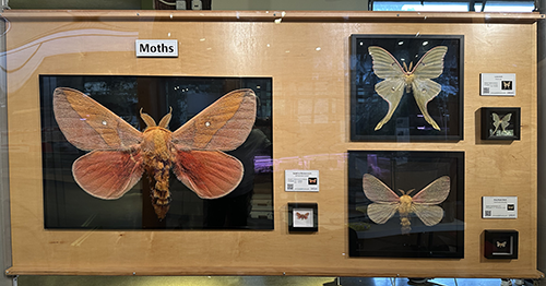 Display of various moths in glass cases with the label 'Moths' at the top.