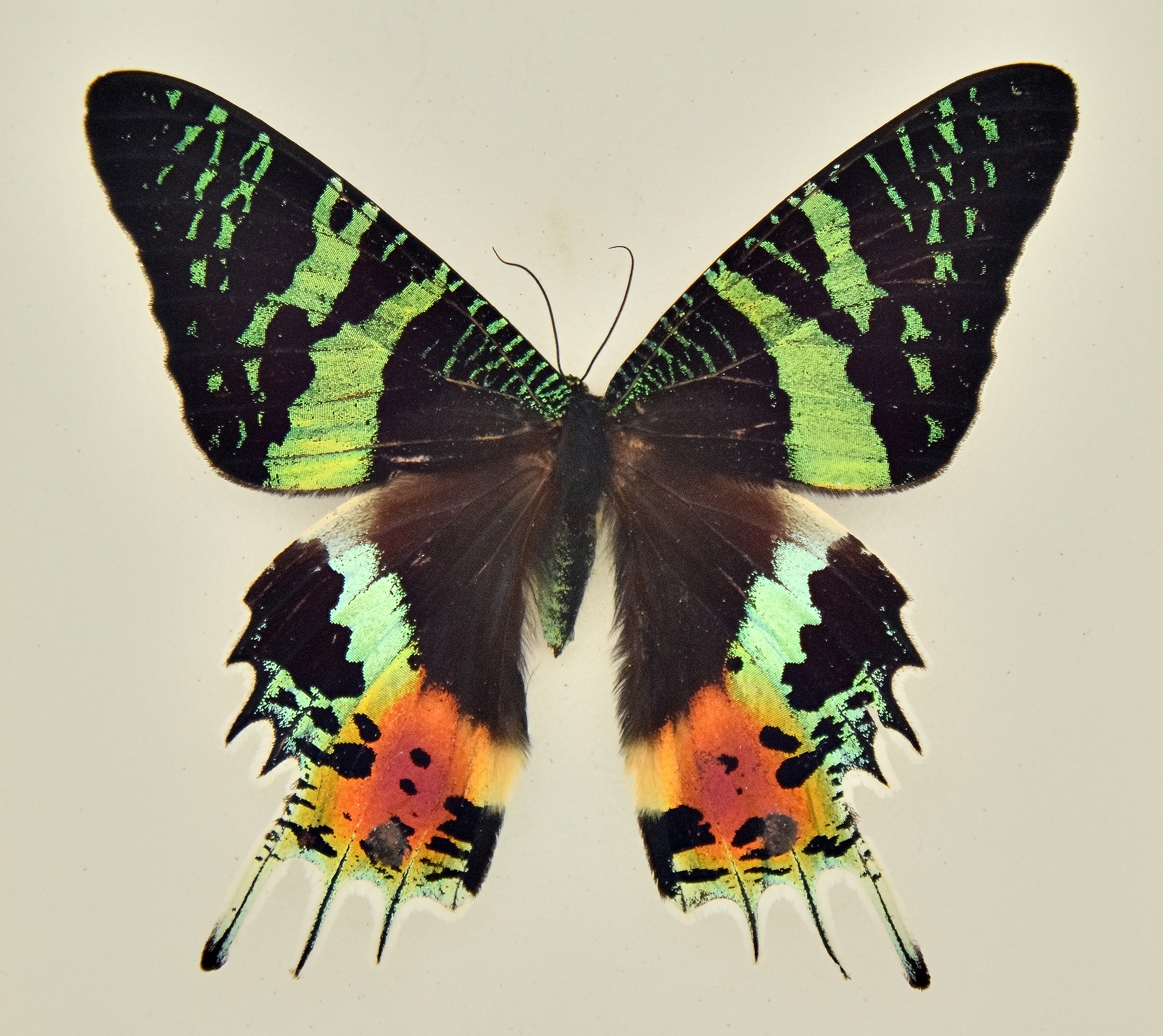 Chrysiridia ripheus - Madagascan Sunset Moth, wingspan 3.5 in (9 cm), Madagascar