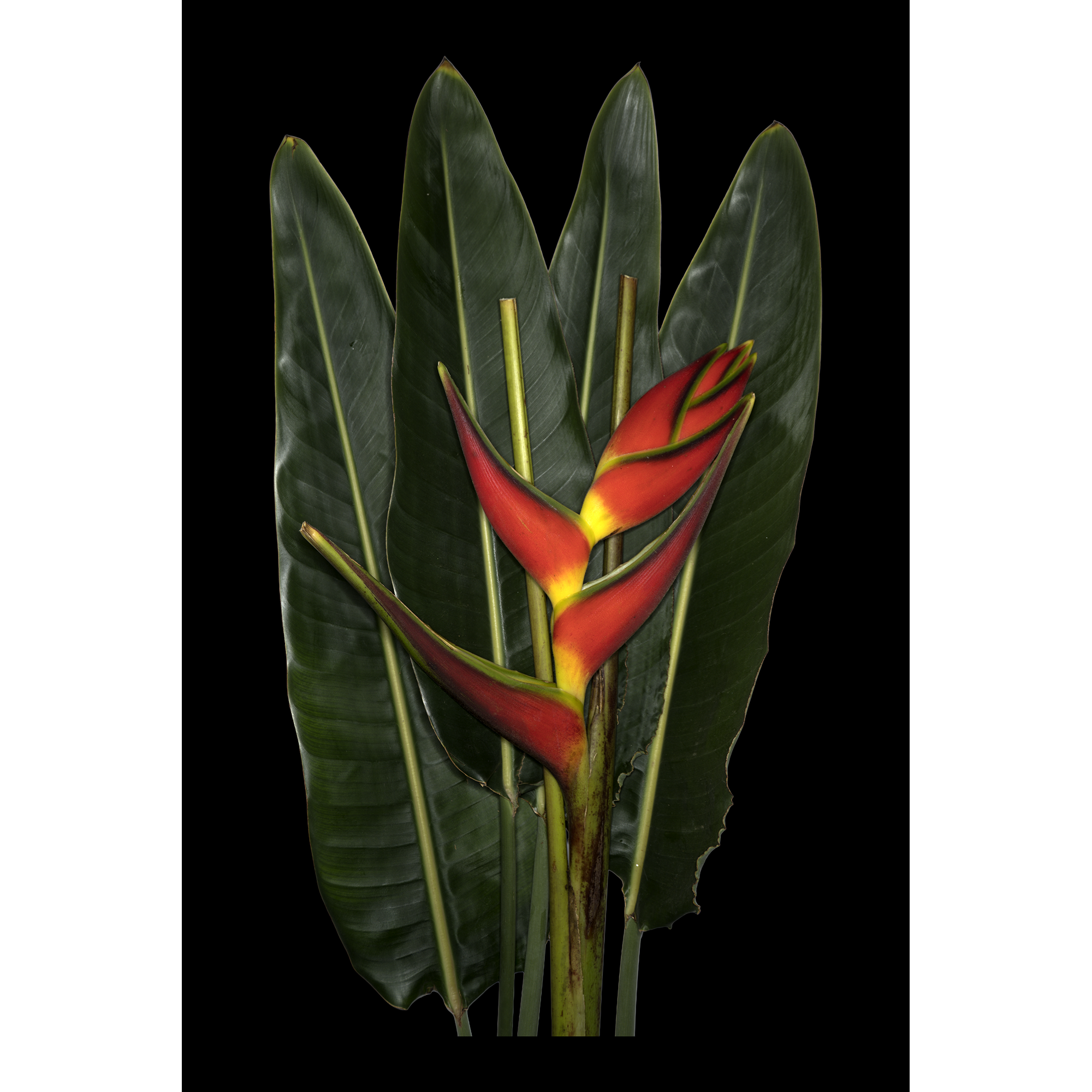 Bouquet_1_blk bkgnd_1500.png