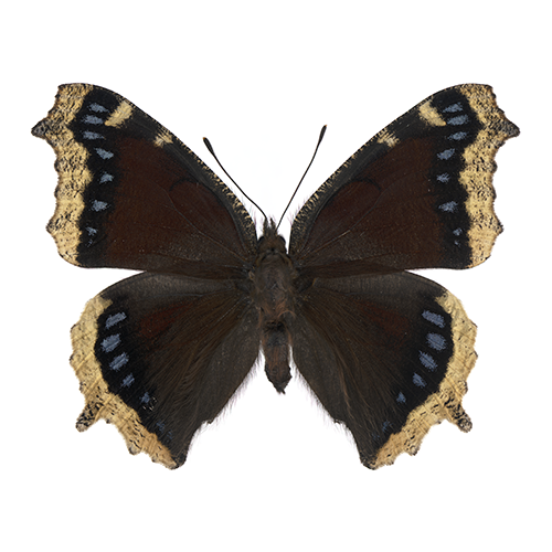 N antiopa WHT 2_8 bits_500.png