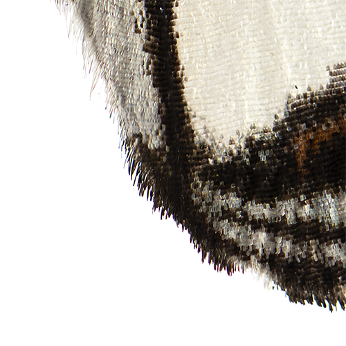 L weidermeyeri corner 500_WHT.png