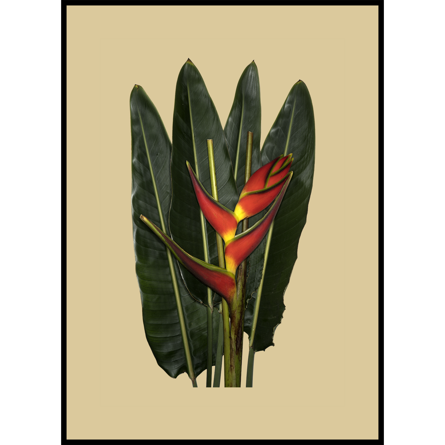 Bouquet_1_ochre bkgnd_1500.png
