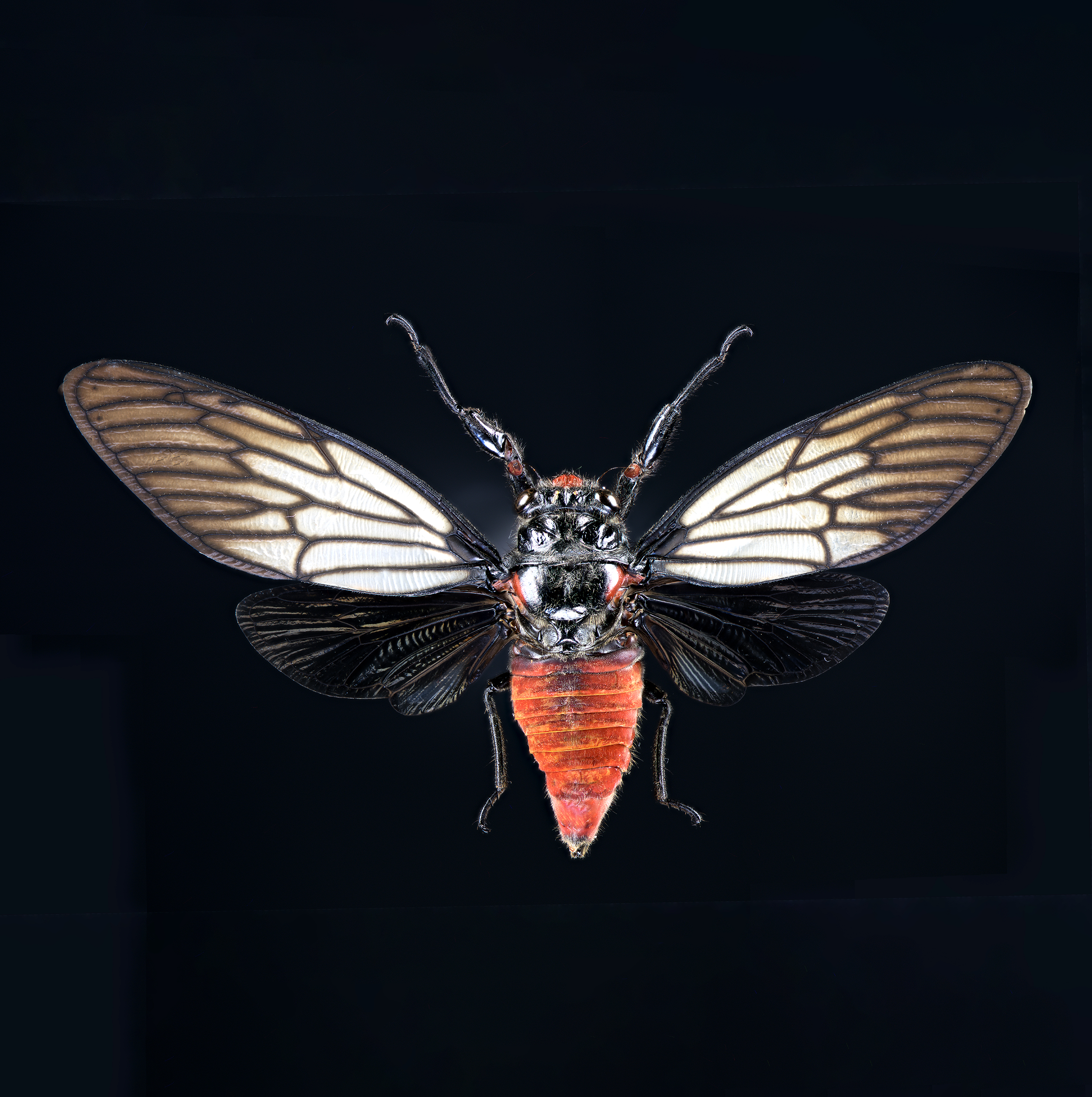 Huechys incarnata - Black and Scarlet Cicada, wingspan 2 in (5 cm), Indonesia, in white light