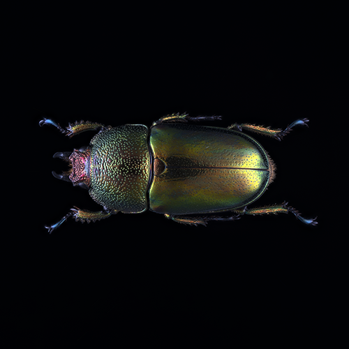 Lamprima adolphinae female Horizontal.png
