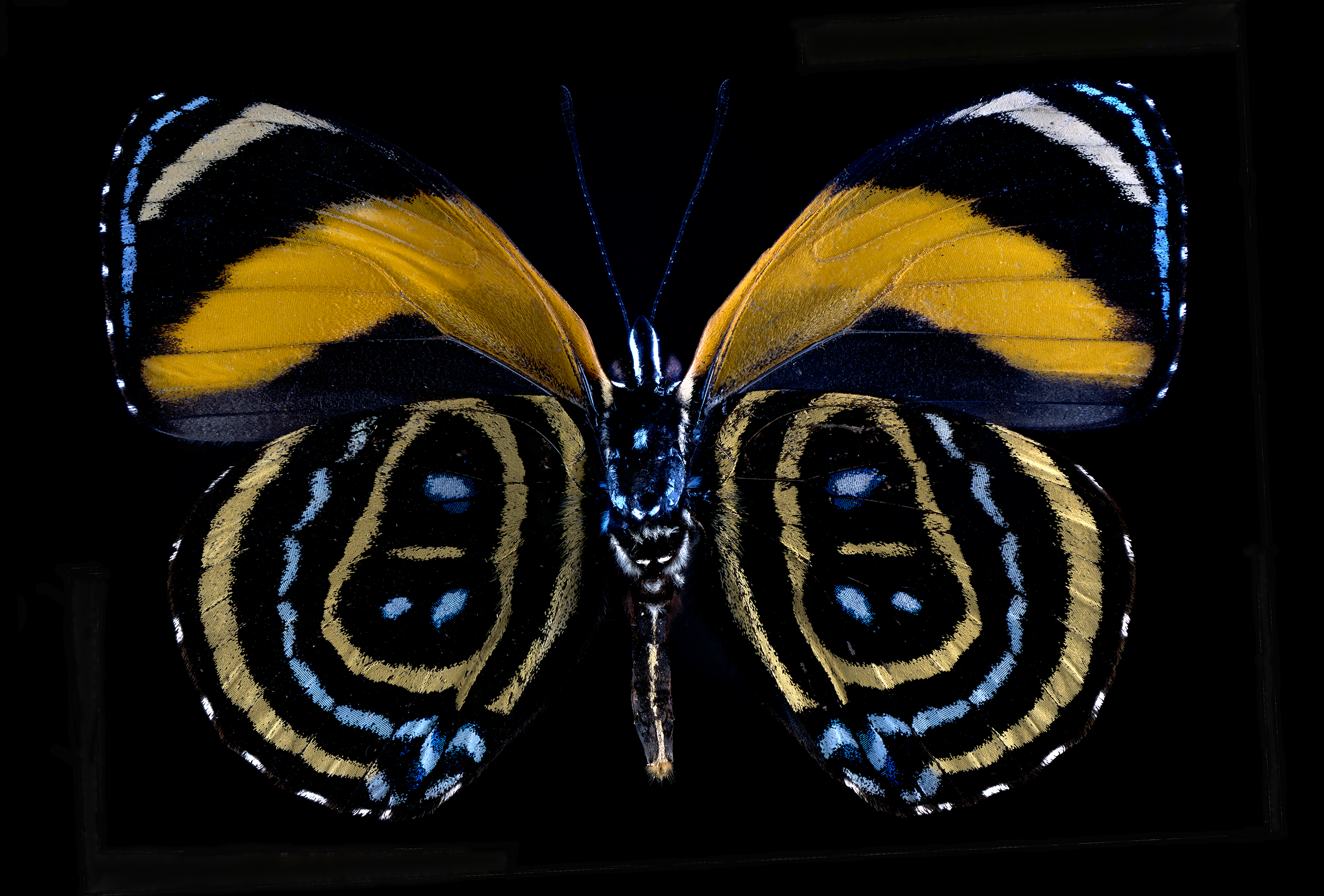 Callicore pastazza - Excelsior 88, underside, wingspan 1.8 in (4.5 cm), Peru
