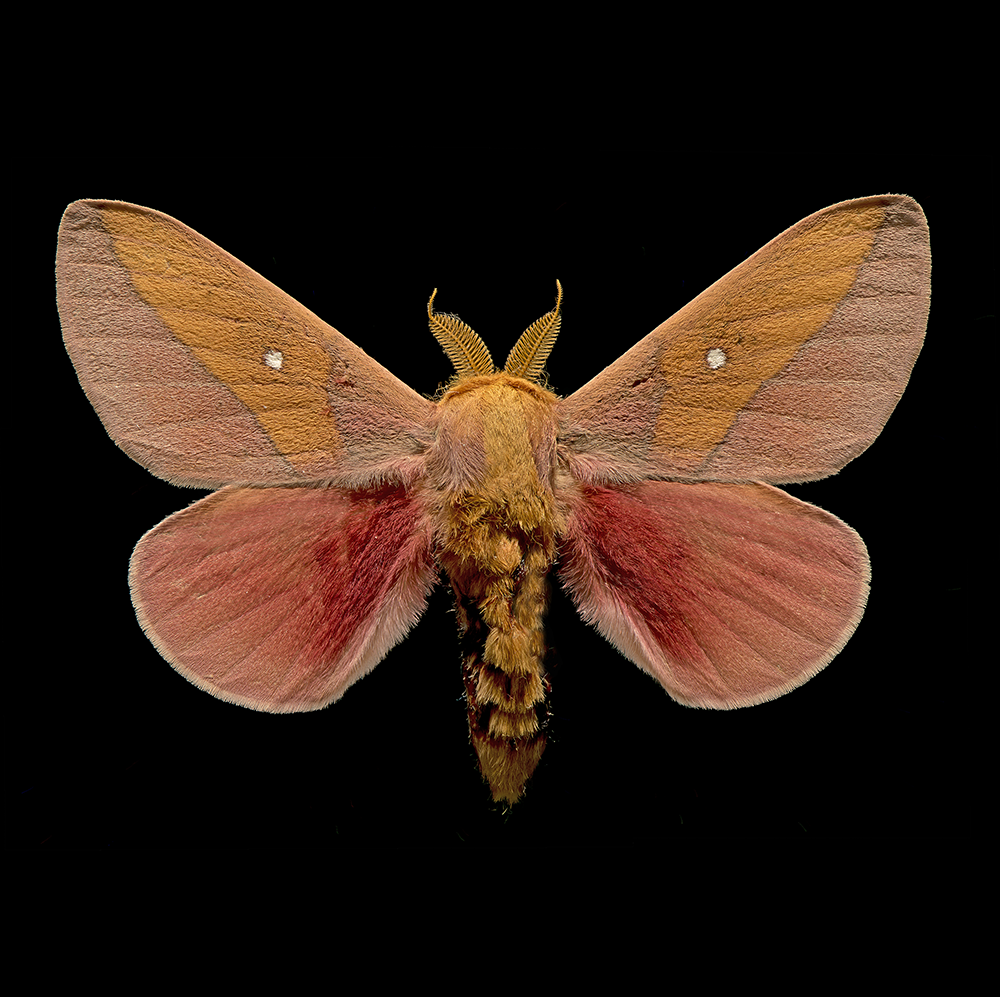 Sphingicampa montana_1000x997.png