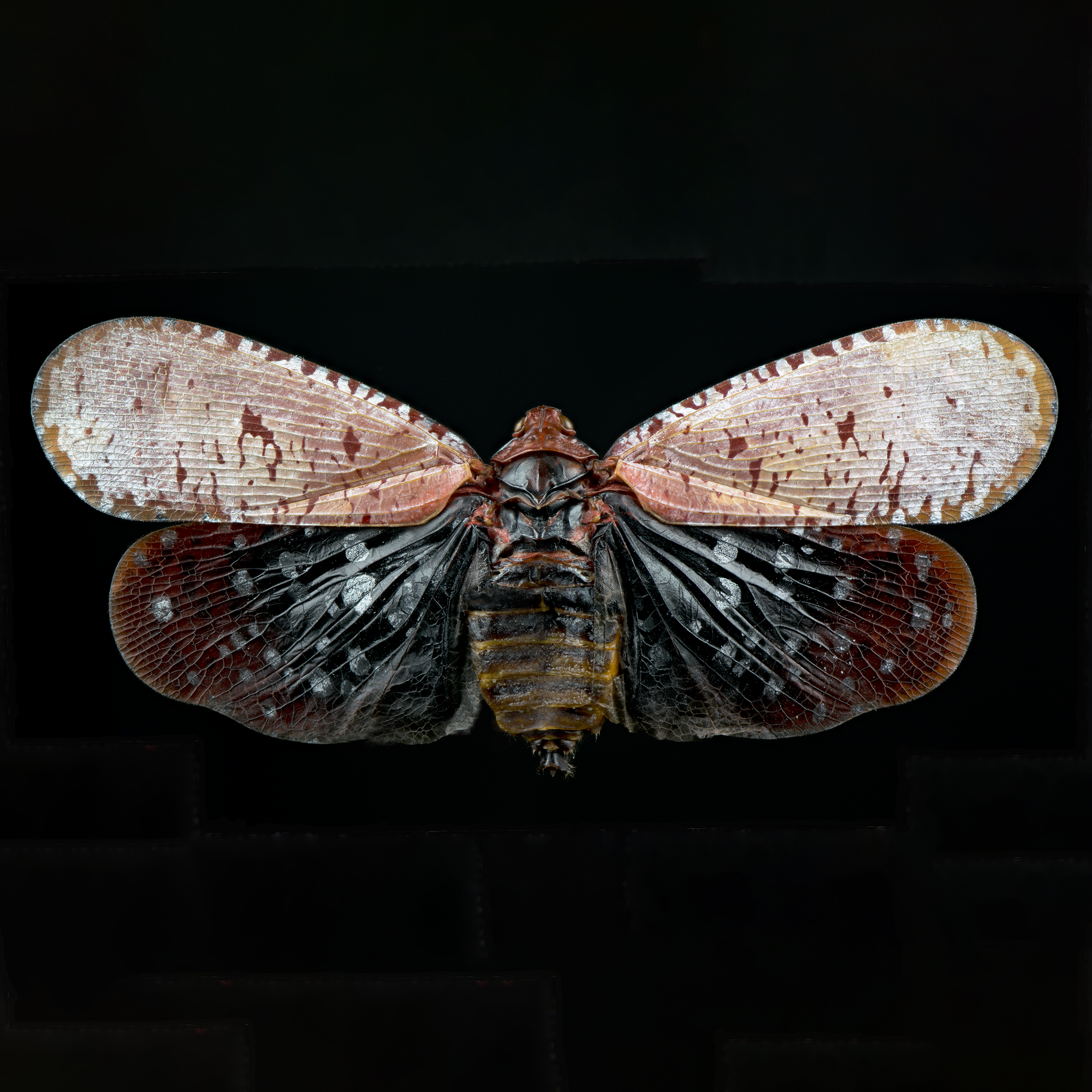 Alphaena submaculata - planthopper, wingspan 3 in (7.5 cm), China-India-Malesia, in white light