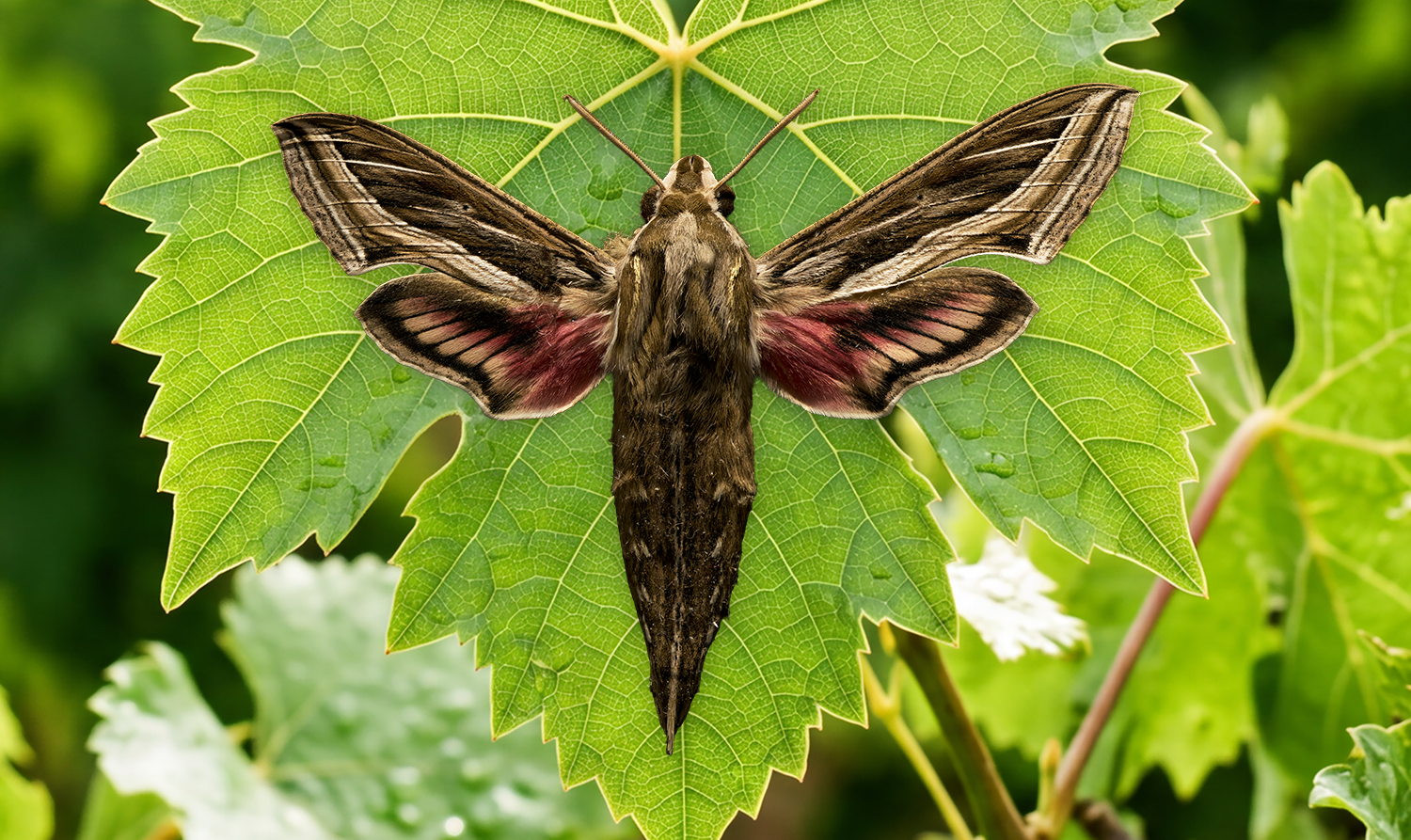 H_celerio_on_leaf_web.png