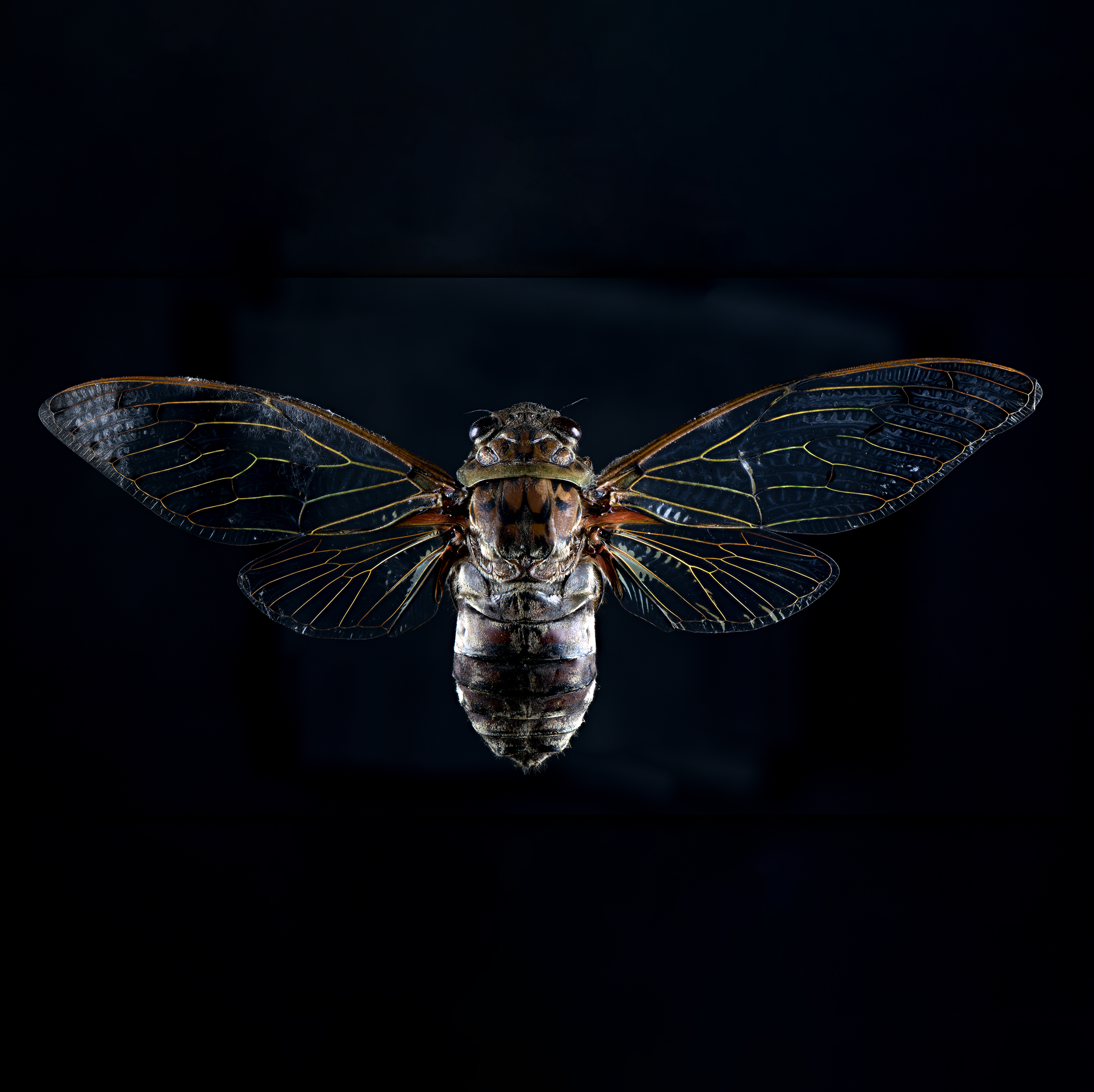 Pomponia intermedia - Emperor cicada, wingspan 6 in (15 cm), Thailand, in white light