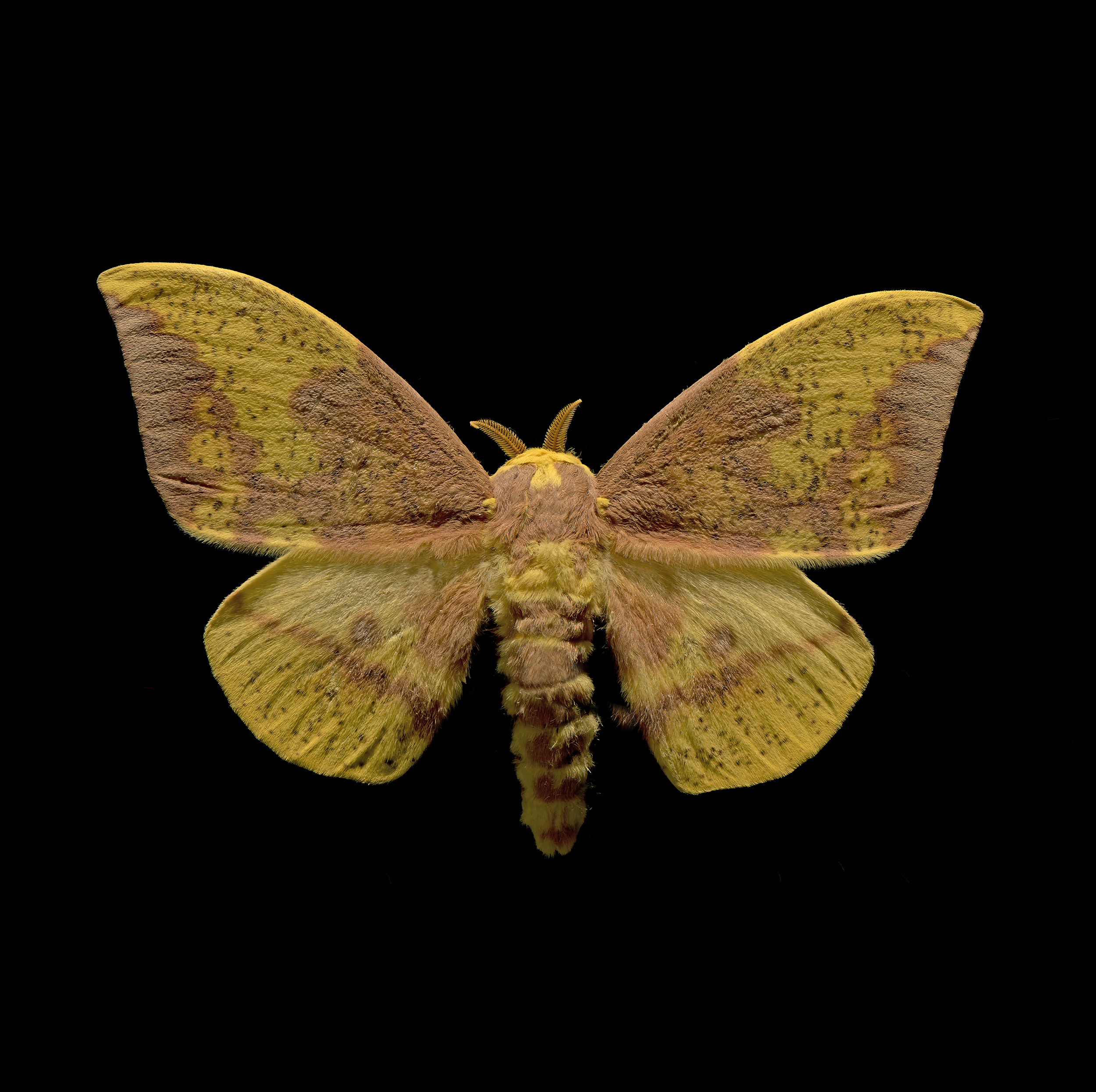 Eacles oslari - Oslars Eacles, wingspan 5 in (12.5 cm), S. Arizona-Mexico