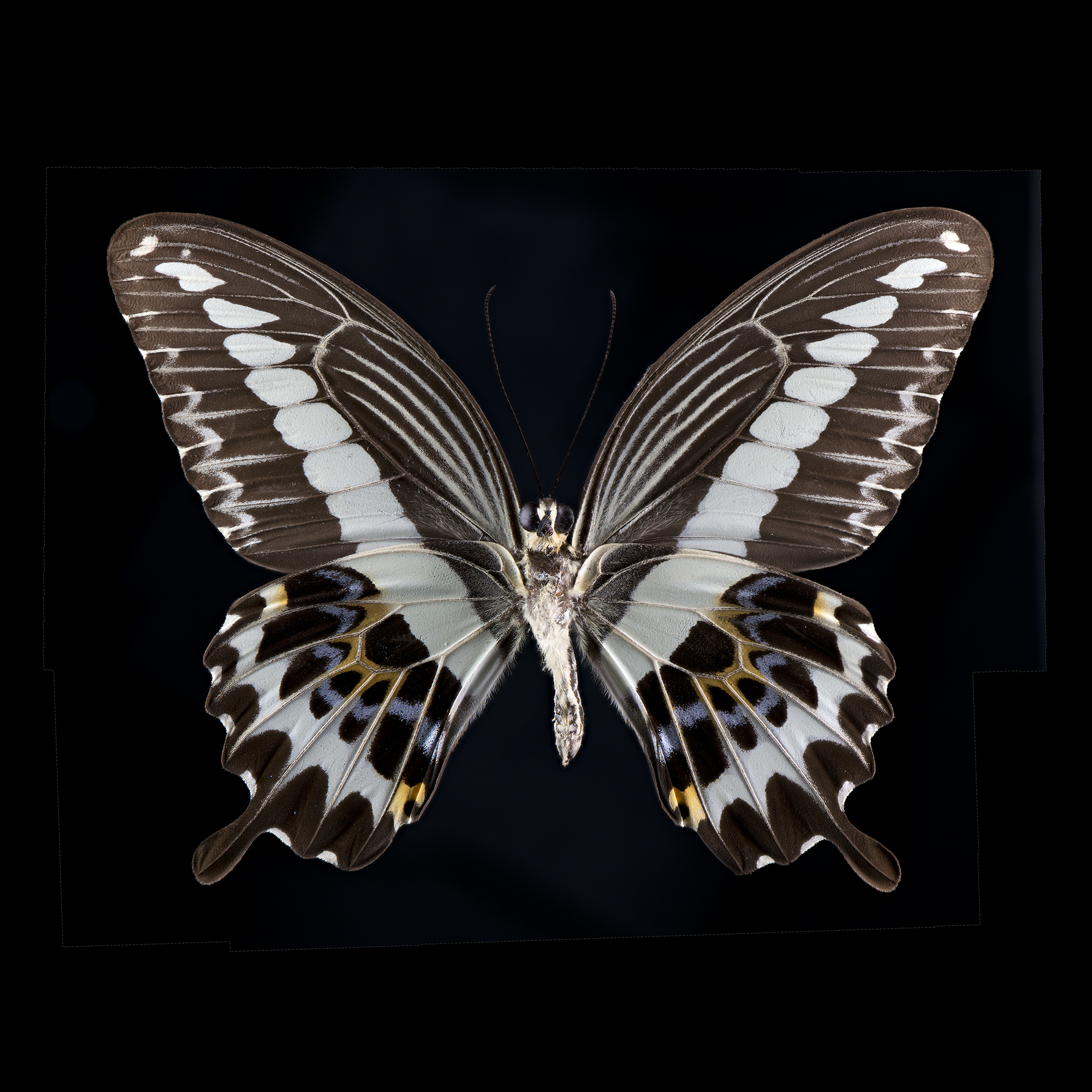 Papilio gigon yel-blk Indonesia VERSO BLK 115 mm.png