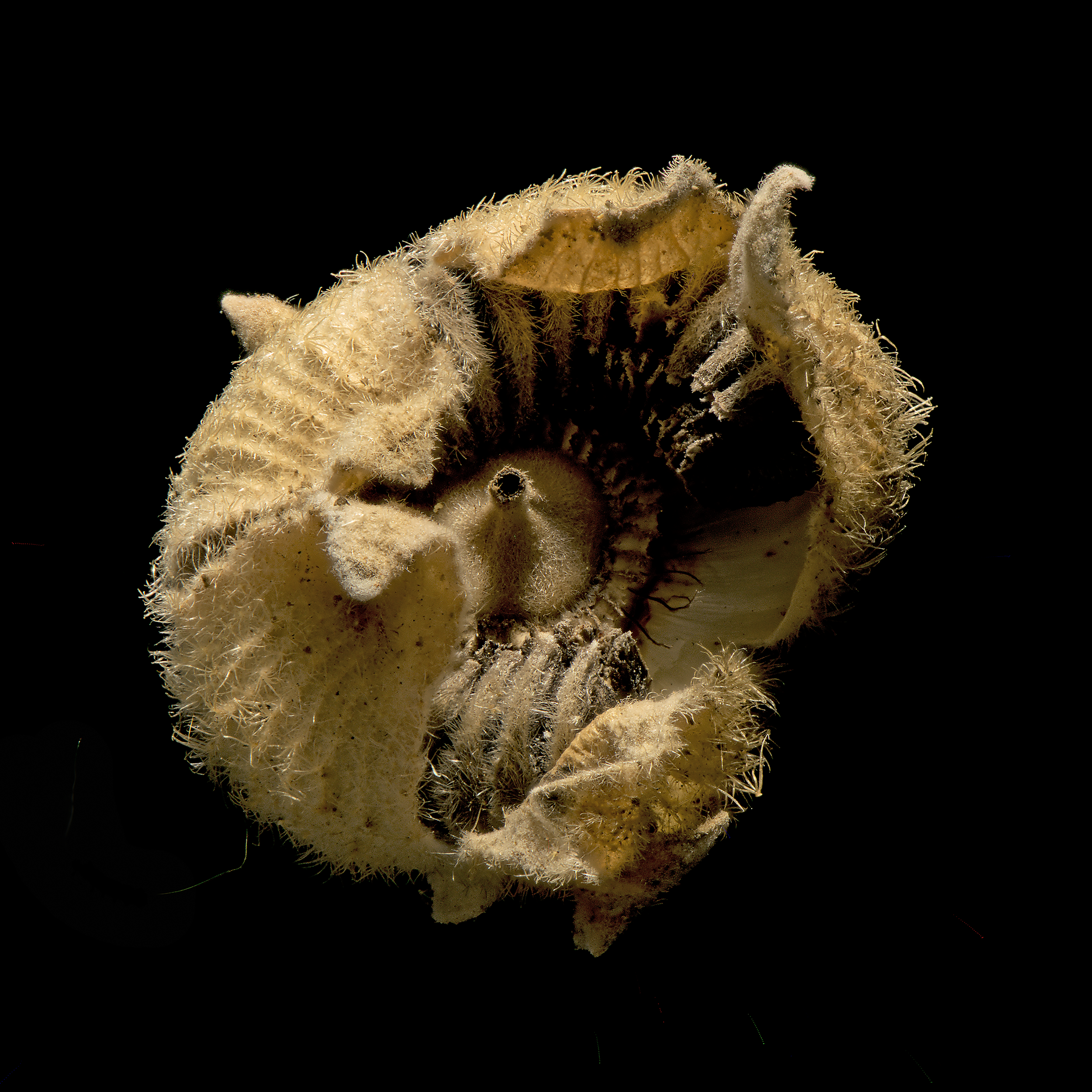 Hollyhock pod 2_5 cm dia_20x20.png
