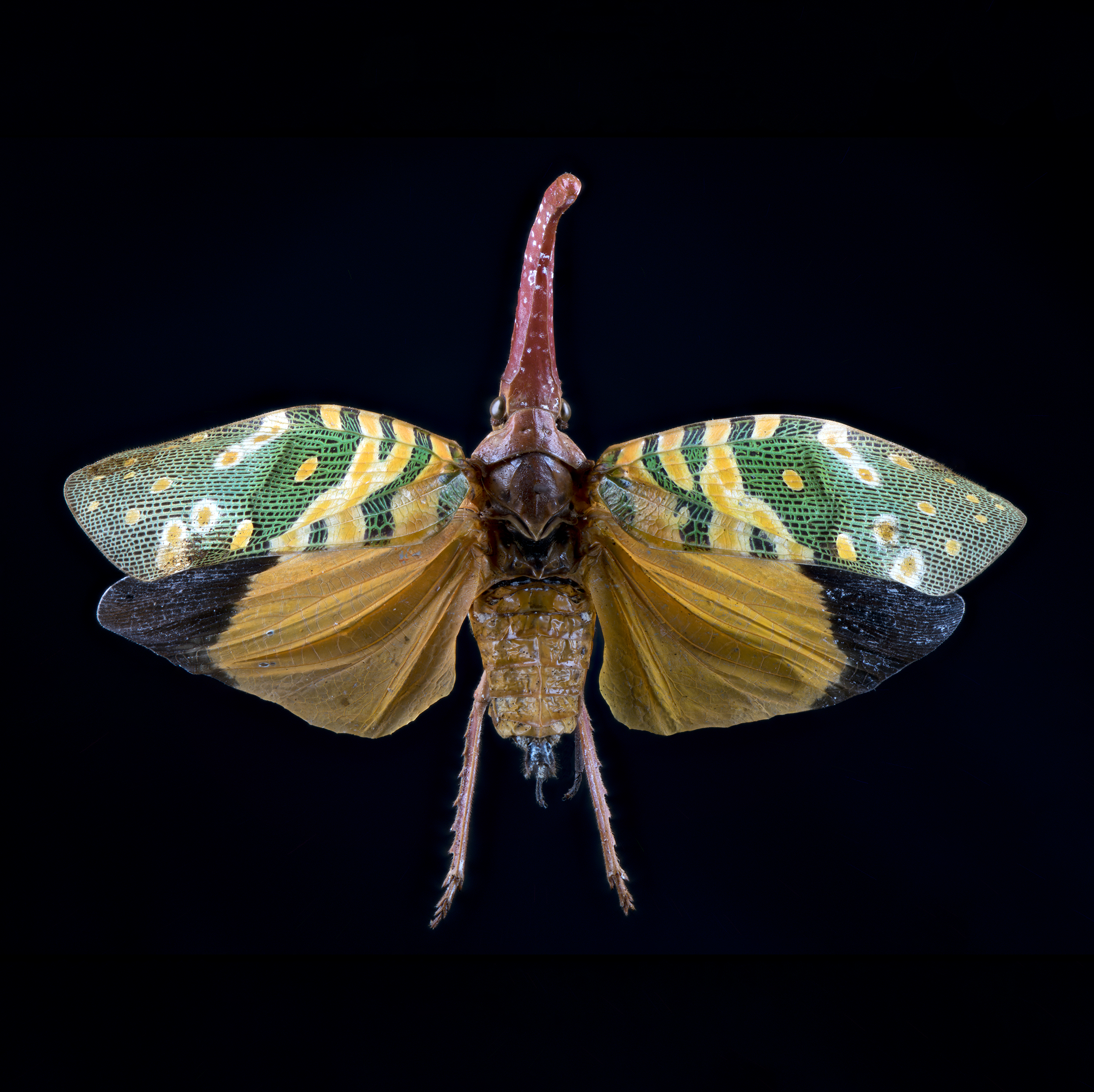 Pyrops candelaria - Litchi Lantern Bug, wingspan 2.5 in (6.5 cm), China-Cambodia-Vietnam, in white light