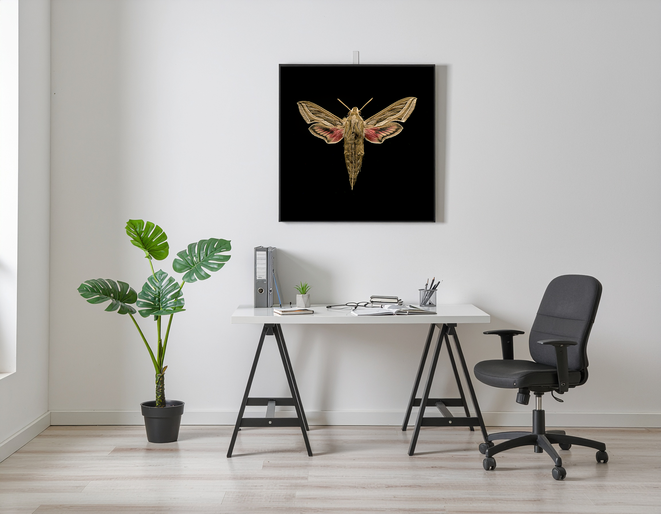 Hippotion celerio wall one plant one large square frame one person desk 50752.png