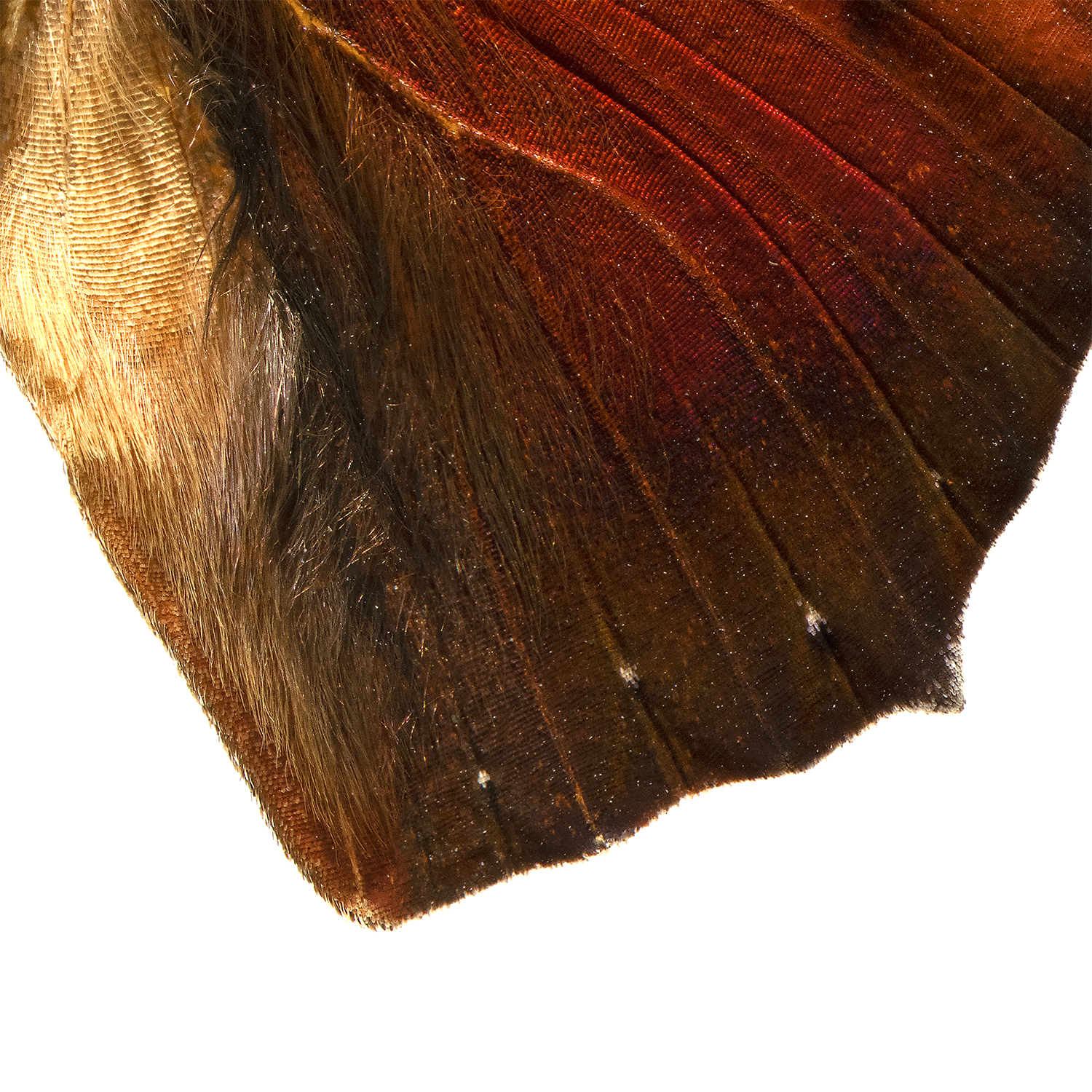 A_ryphea wing section.png