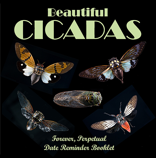 Cicadas reminder booklet