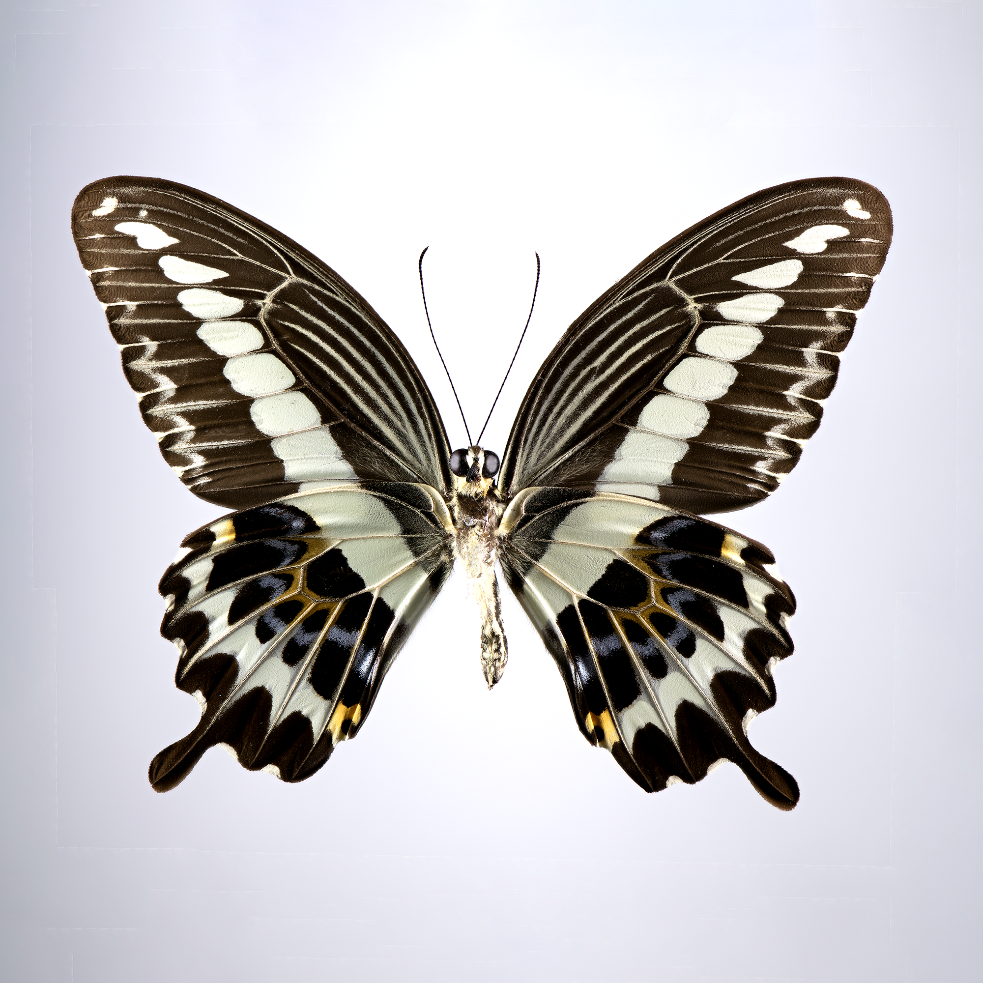 Papilio gigon yel-blk Indonesia VERSOWHTLK 115 mm.png