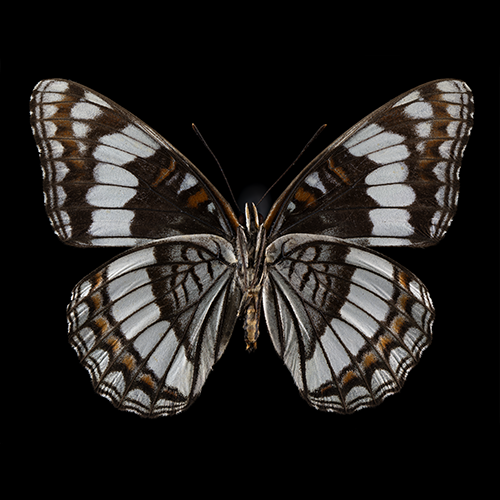 Liminitis weidermeyeri 2S_BLK_500.png