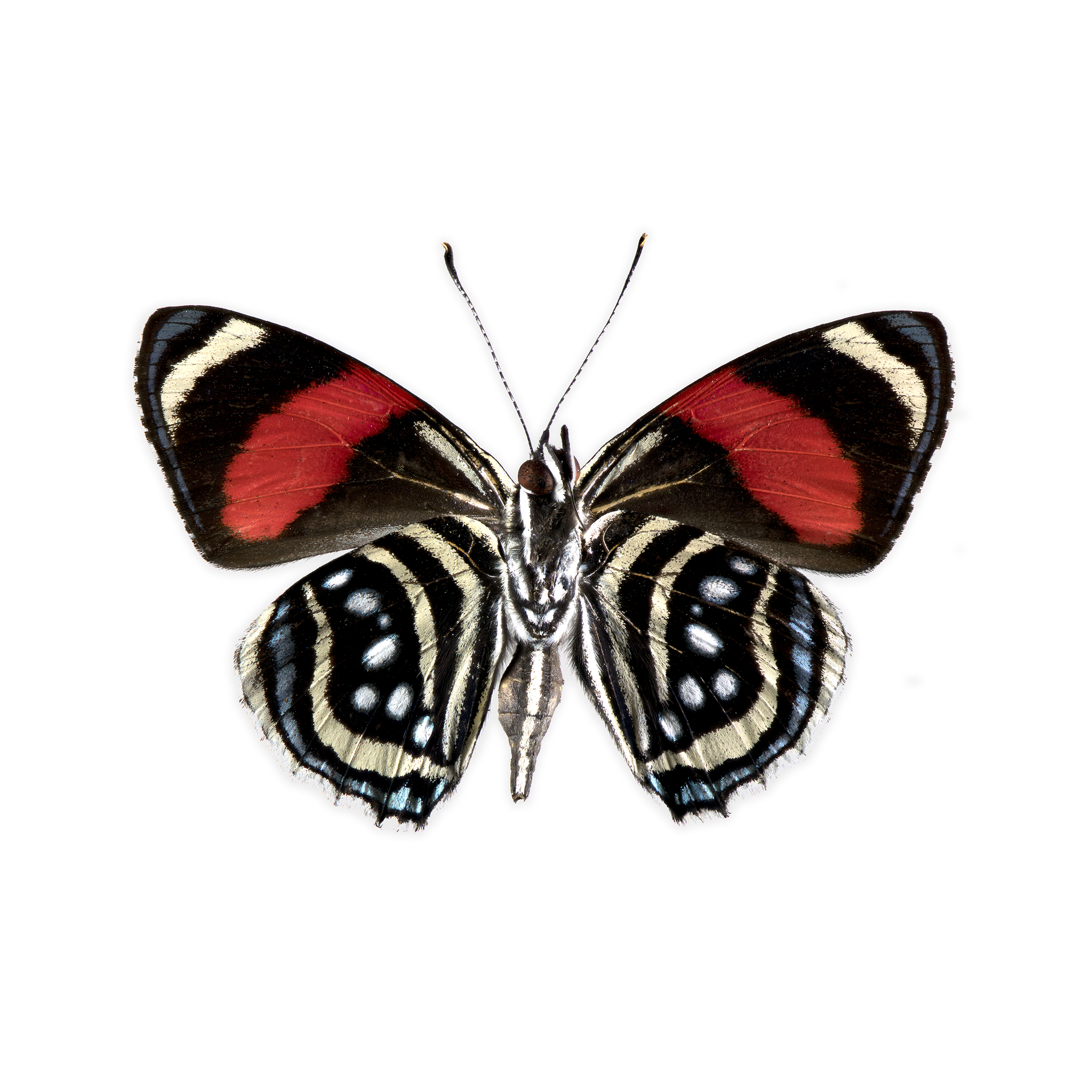 Callicore hesperis blu-wht-red-blk Peru 45 mm WHT_DROP_SQ.png