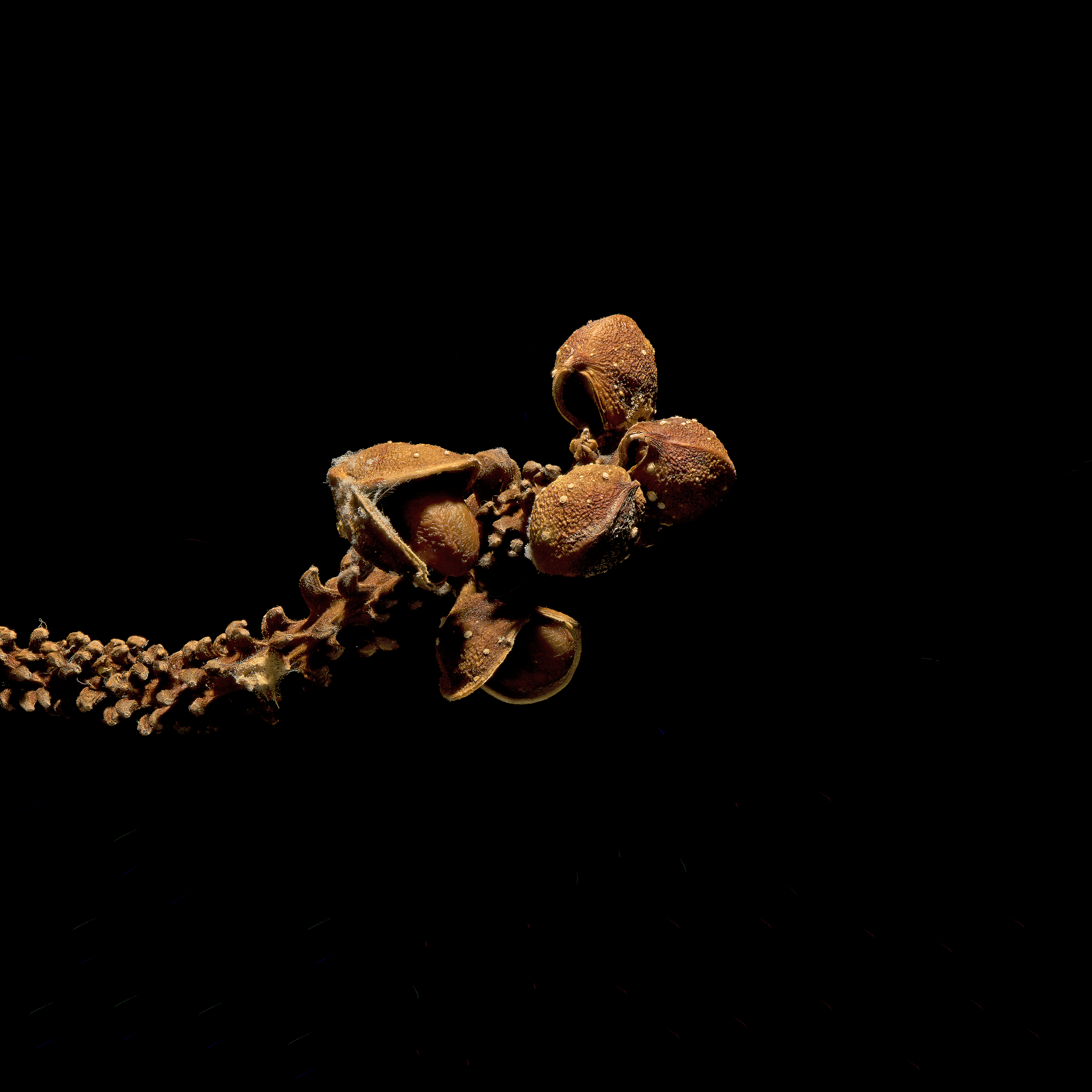 Magnolia seeds and pods (Specimen courtesy of University of California Botanical Garden, Berkeley, California)