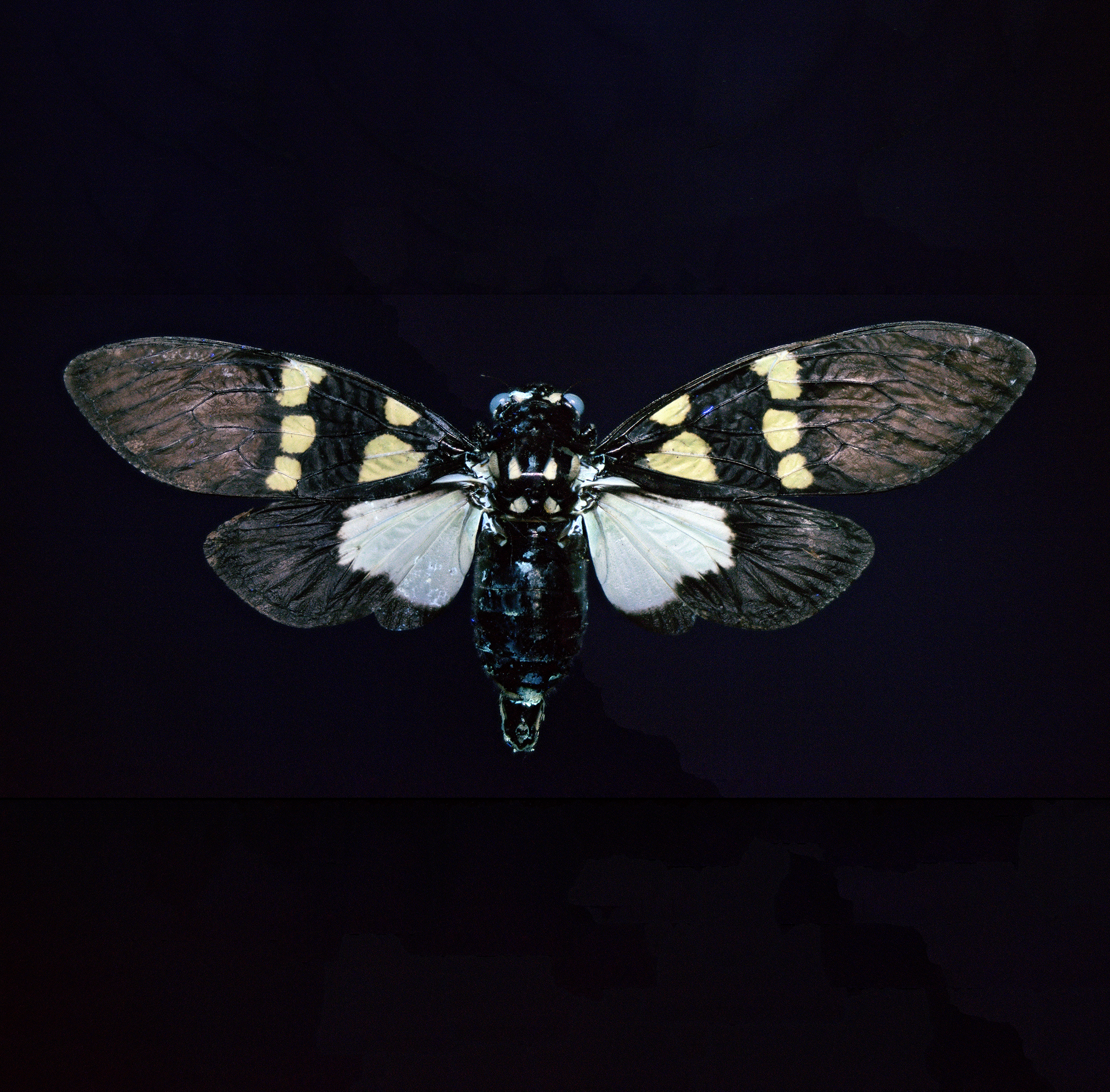 Gaeana cheni - Yellow Green Black Cicada, wingspan 2.8 in (7 cm), Thailand, in UV light