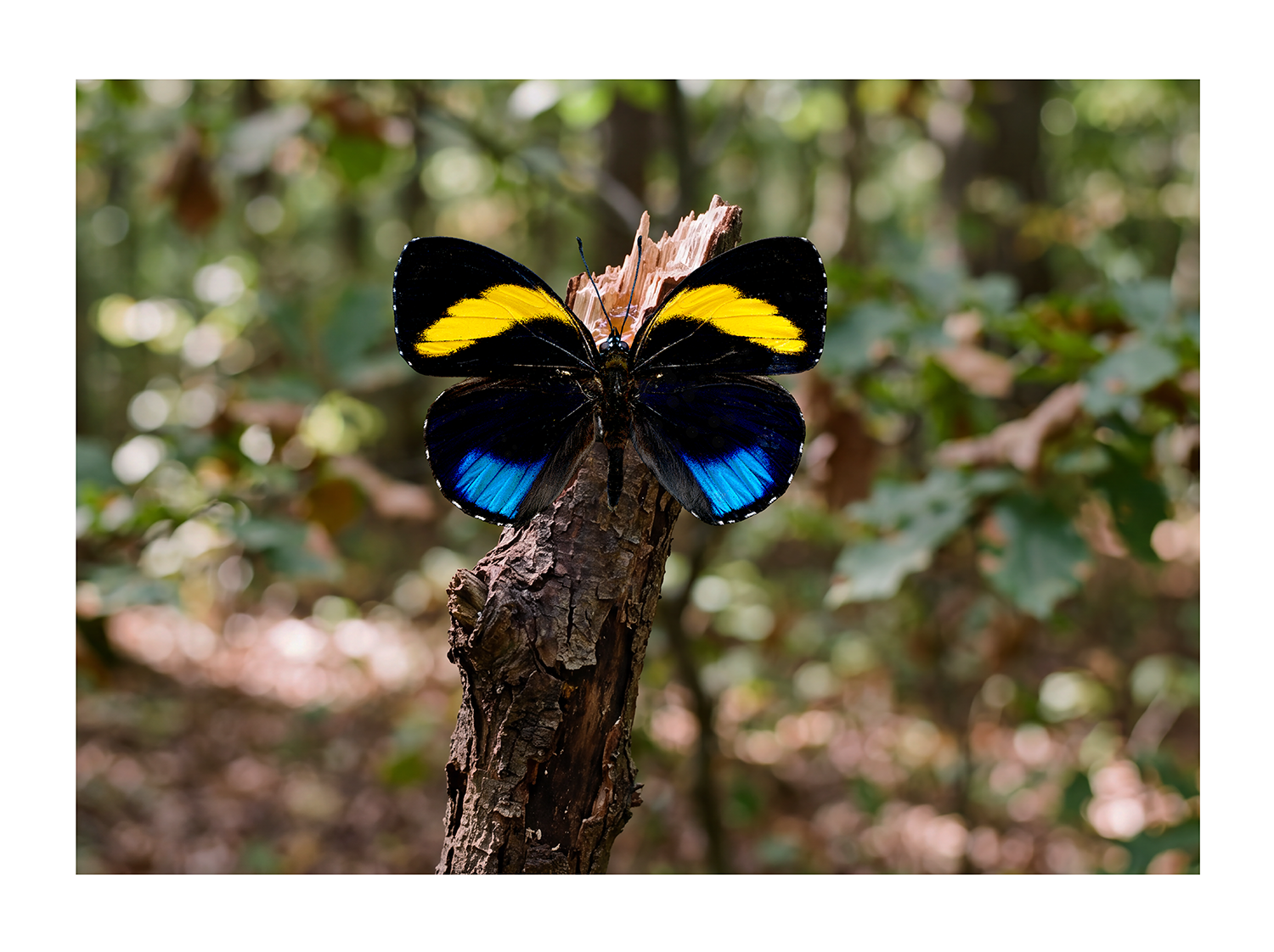 Callicore Excelsior Pastazza Butterfly