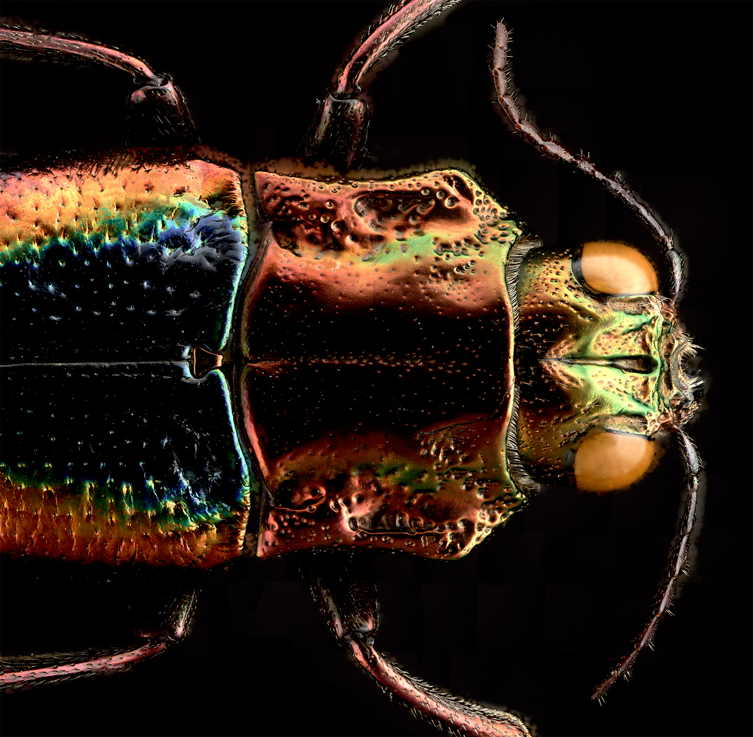 Head_thorax_antennae.png