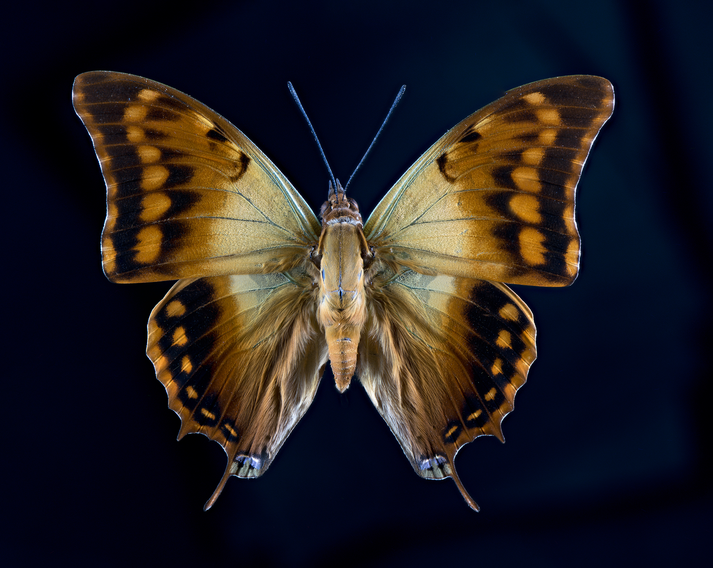 Charaxes candiope - Green Veined Emperor, wingspan 3.3 in (8.5 cm), Africa