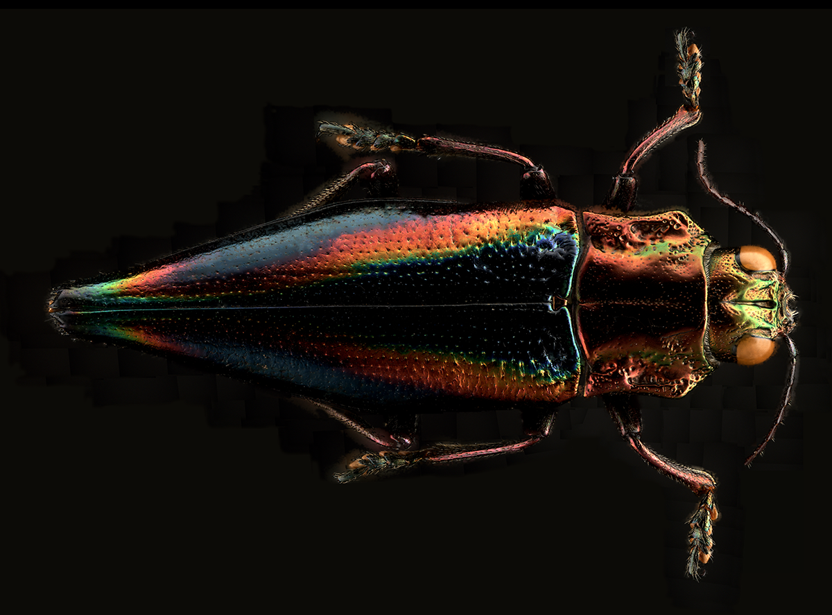 C__javanica 1200.png