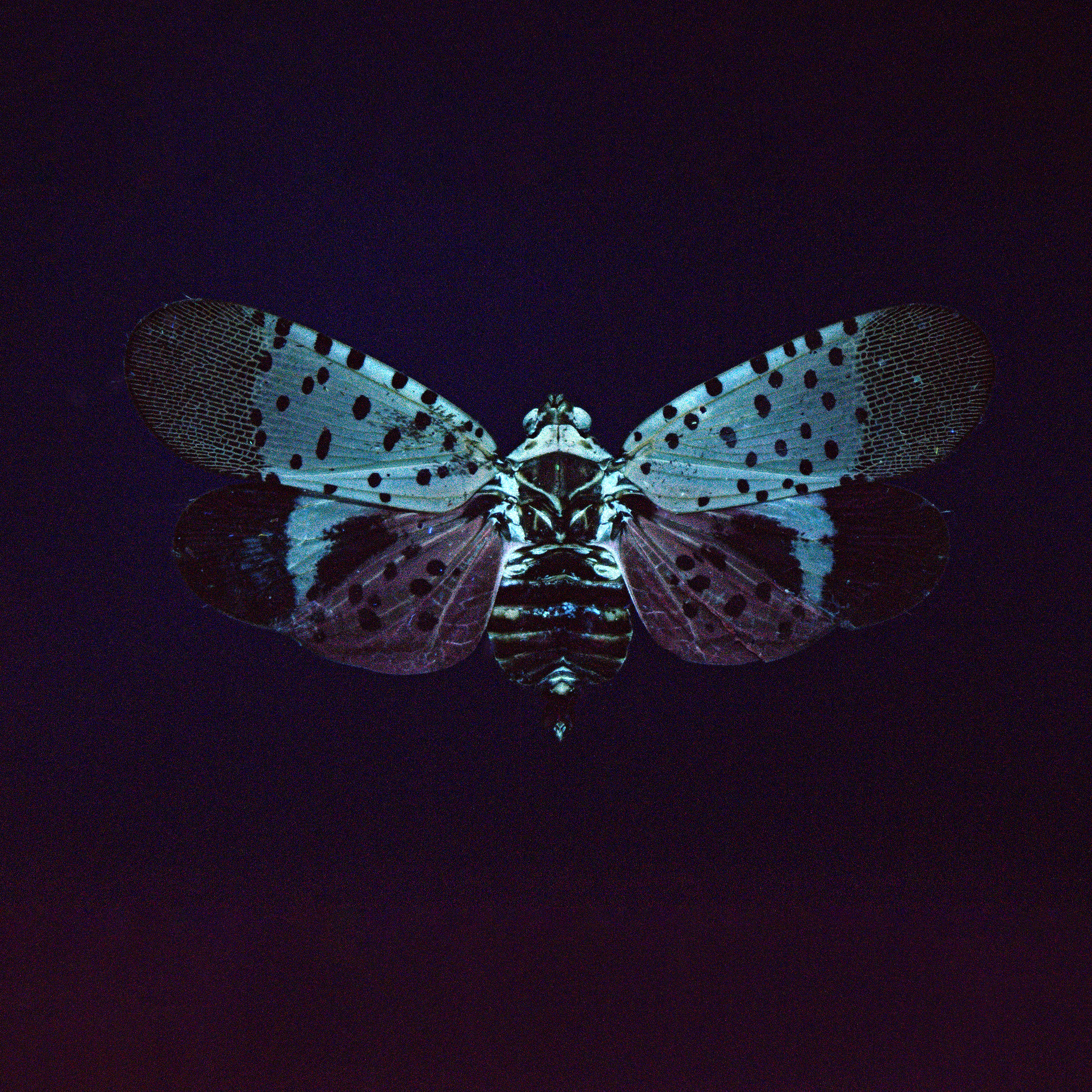 Lycorma delicatula - Spotted Lanternfly, wingspan 1.5 in (4 cm), China-Viet Nam, in UV light