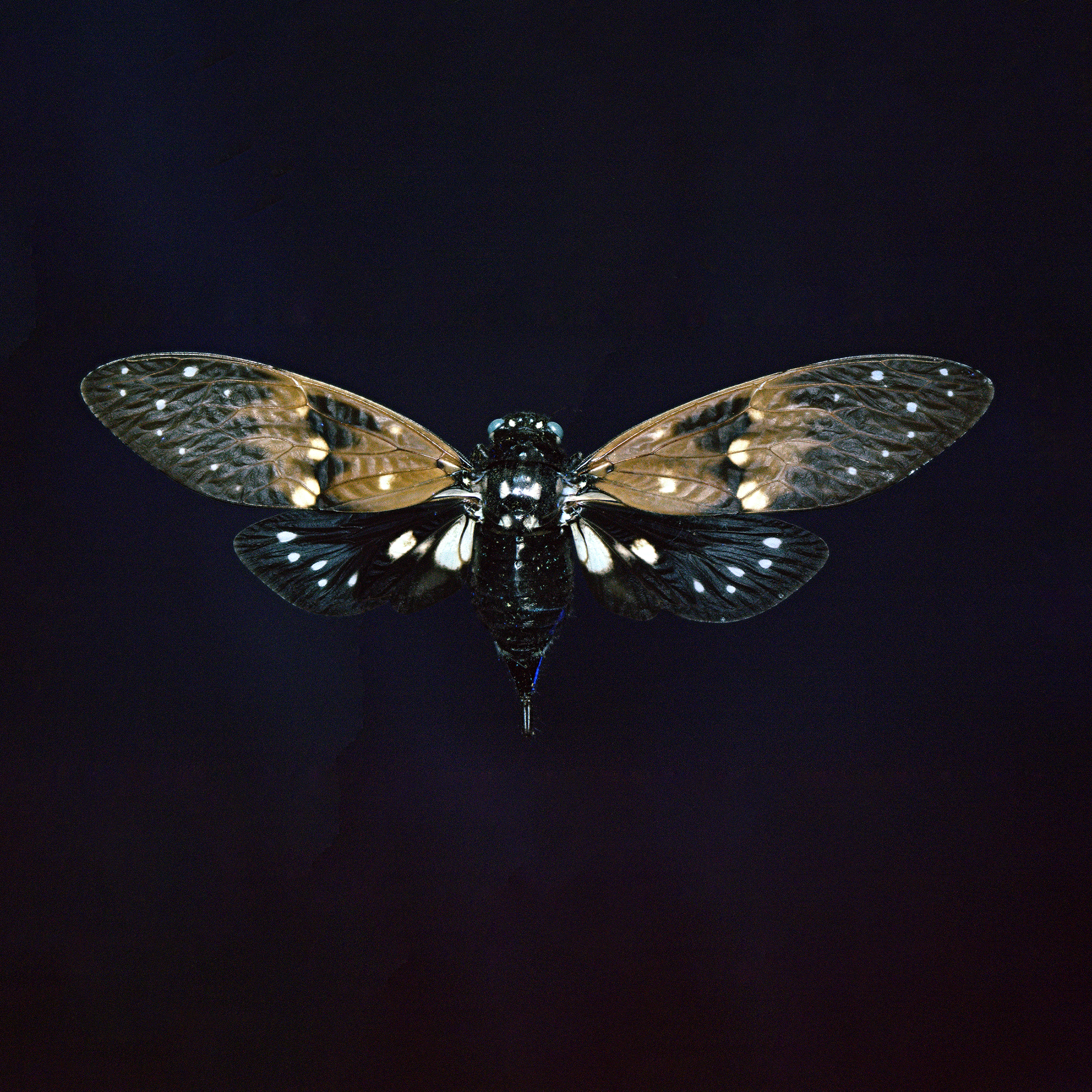 Ambragaena ambra - Black Brown Butterfly Cicada, wingspan 3.5 in (9 cm), Thailand, in UV light